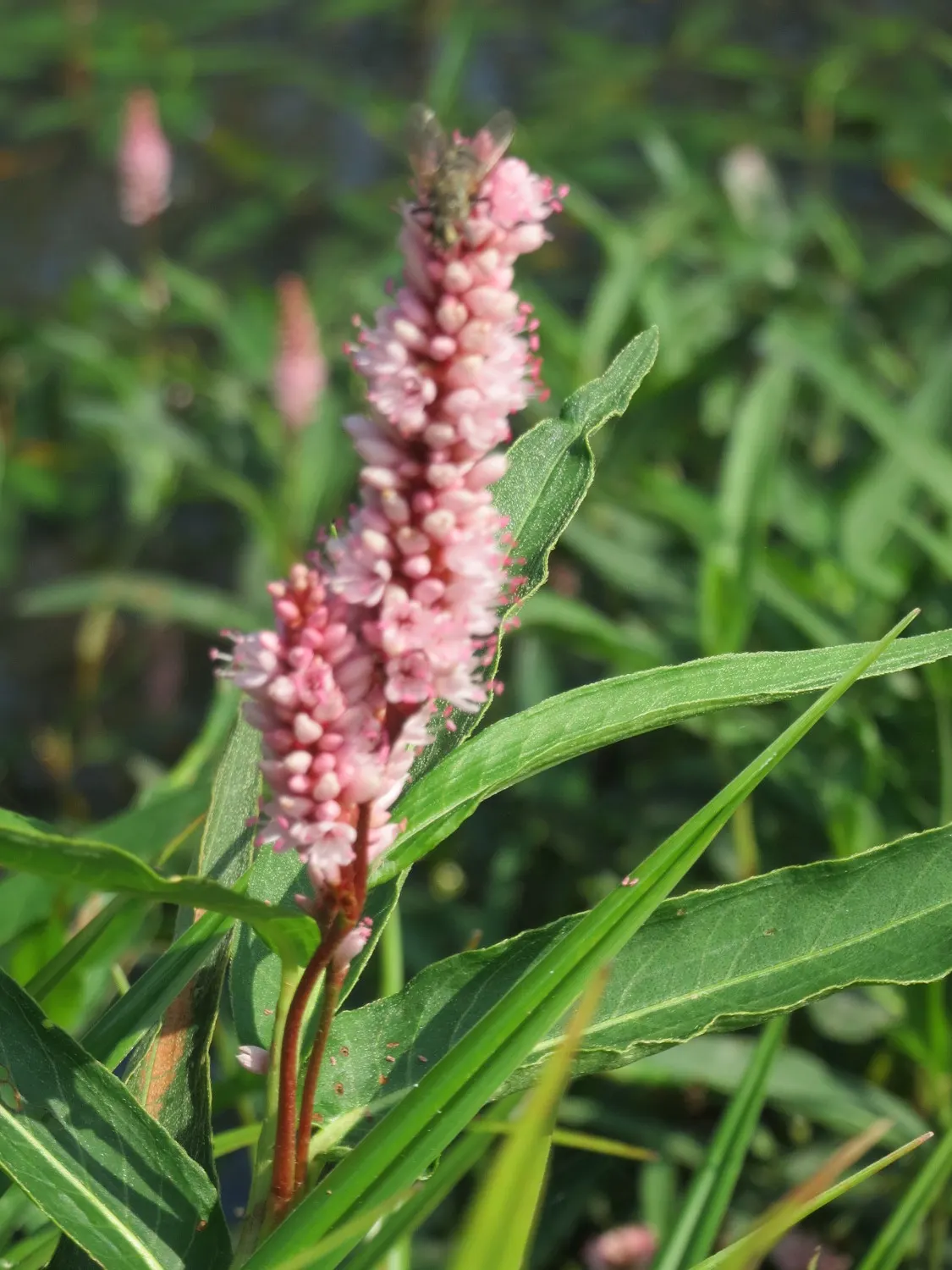 Smartweed, Knotweed (Persicaria Microcephala 'Red Dragon') — commonly known as Smartweed or Knotweed; it's well-suited for USDA hardiness zones 4, image 74