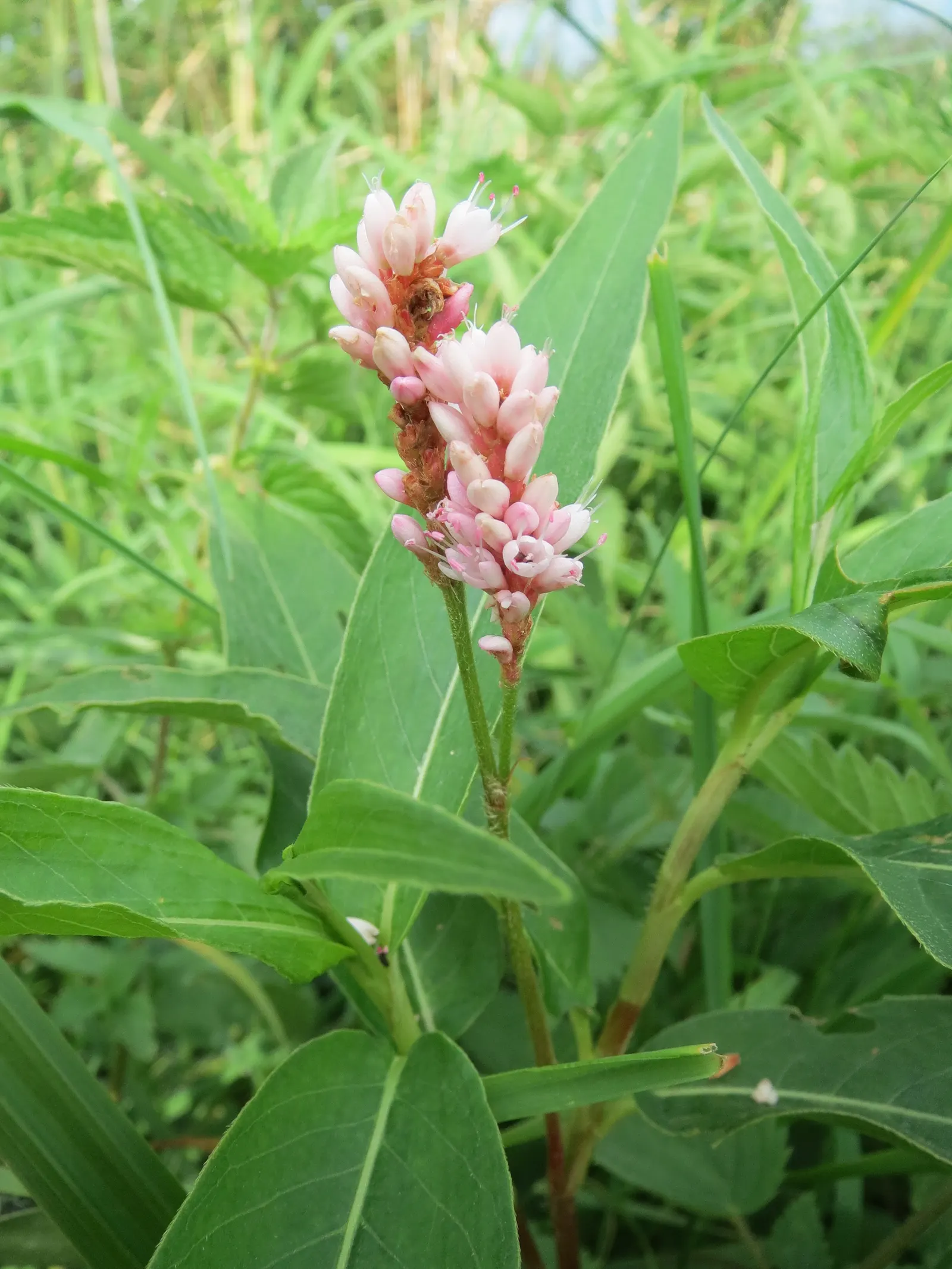 Smartweed, Knotweed (Persicaria Microcephala 'Red Dragon') — It's well-suited for USDA hardiness zones 4 to 8; these flowers add a delicate, image 101