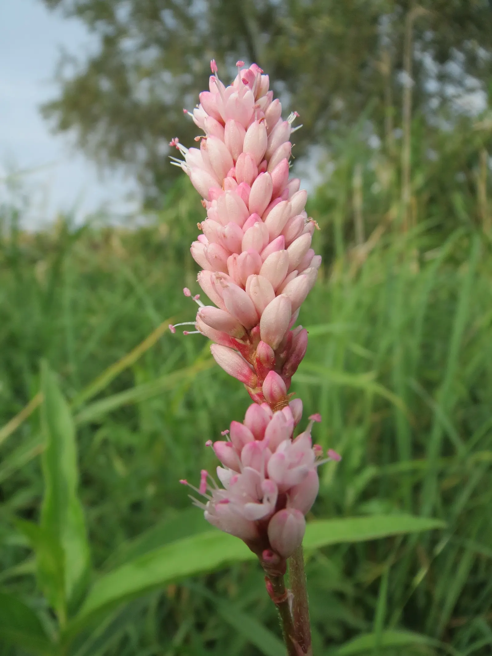 Smartweed, Knotweed (Persicaria Microcephala 'Red Dragon') — Though not the main attraction; with its adaptability and ornamental qualities, image 105