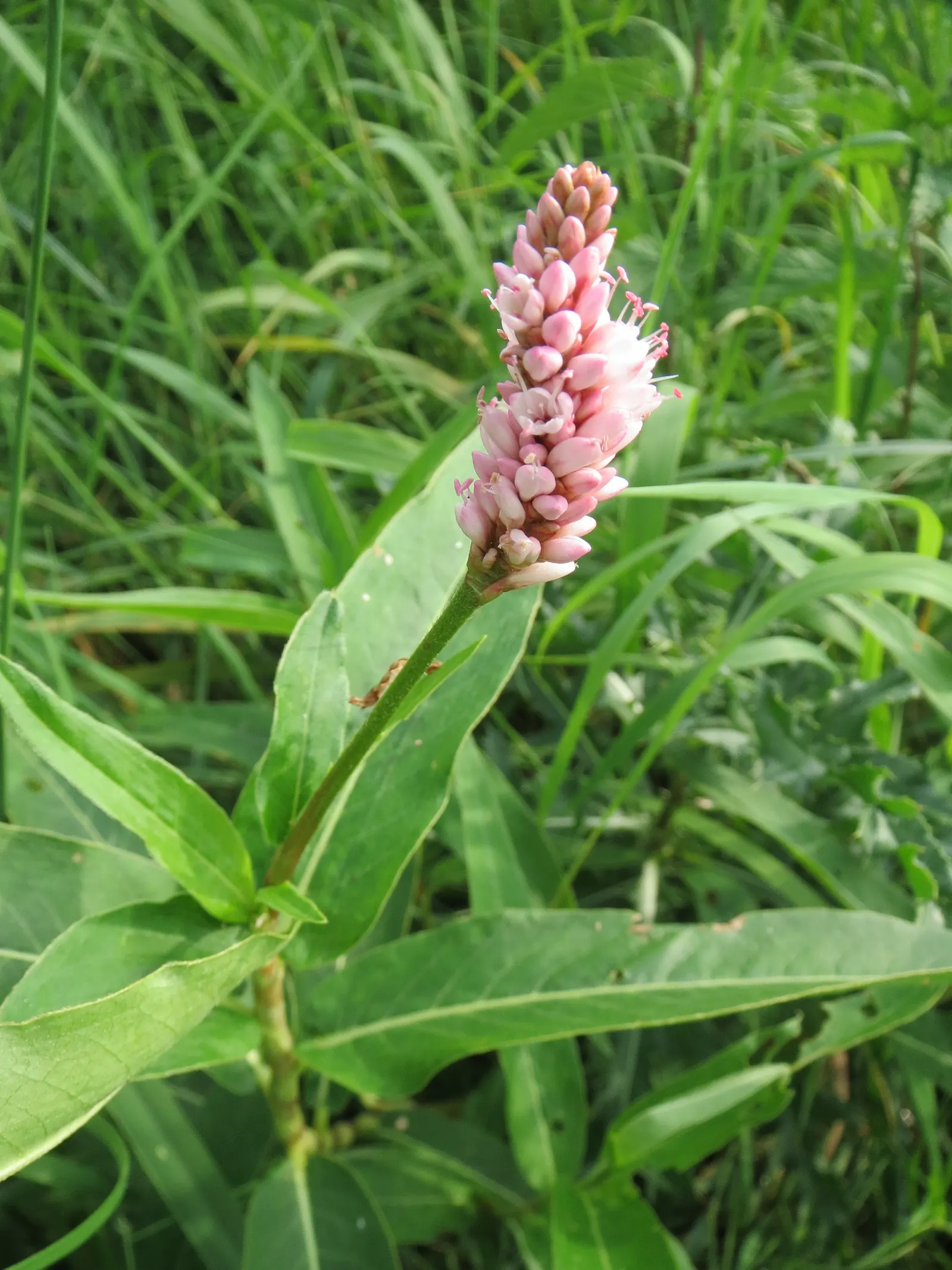 Smartweed, Knotweed (Persicaria Microcephala 'Red Dragon') — This hardy plant thrives in USDA zones 4-7, preferring partial shade and moist soil; in late