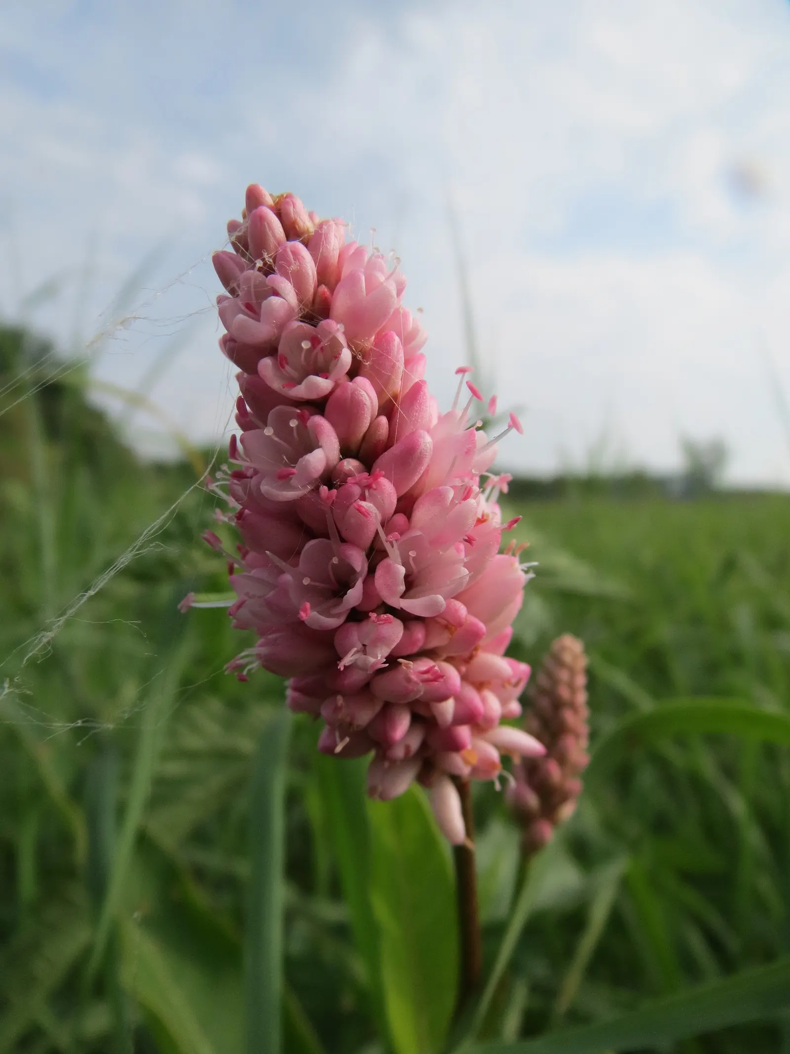 Smartweed, Knotweed (Persicaria Microcephala 'Red Dragon') — white flowers in the garden