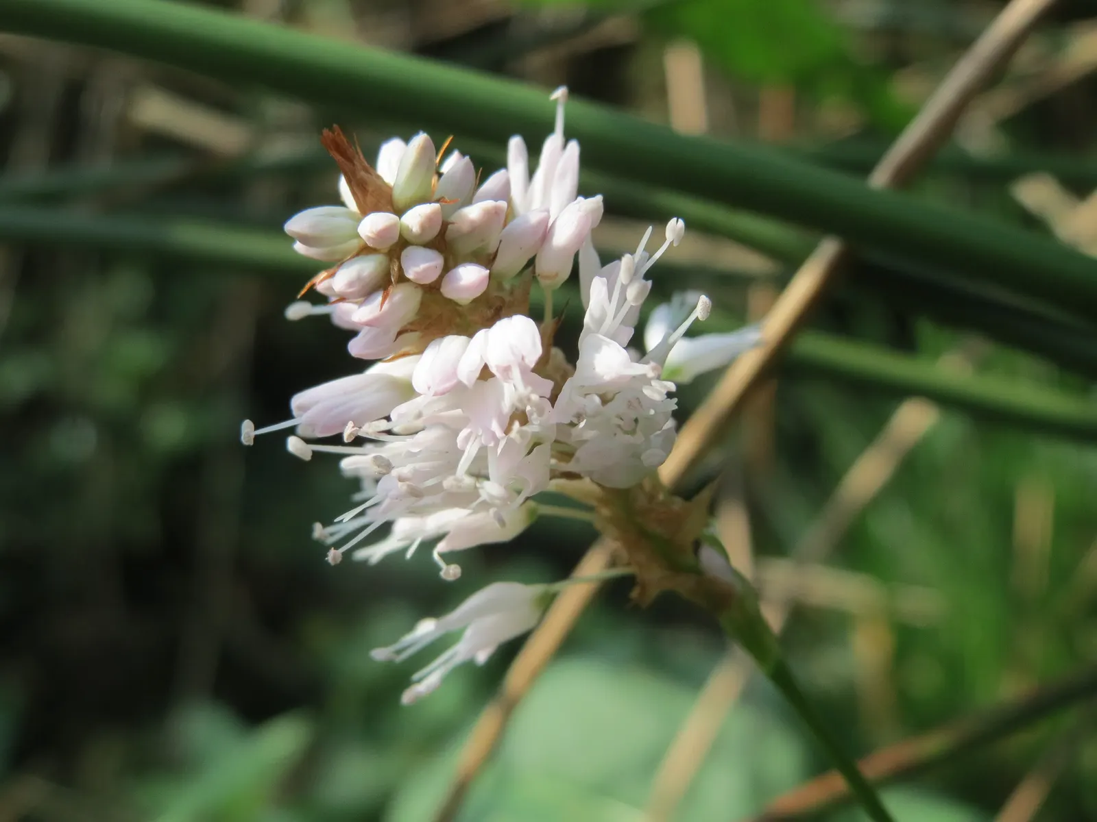 Smartweed, Knotweed (Persicaria Microcephala 'Red Dragon') — flourishing in partial shade to full sun and preferring consistently moist