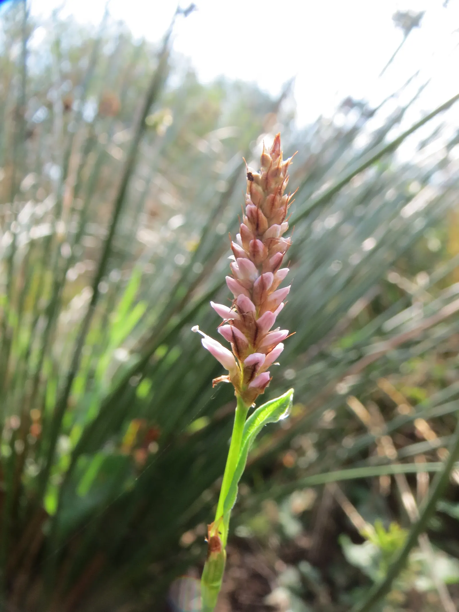Smartweed, Knotweed (Persicaria Microcephala 'Red Dragon') — It does have an assertive spreading nature; mature specimens reach up to 3 feet in height and