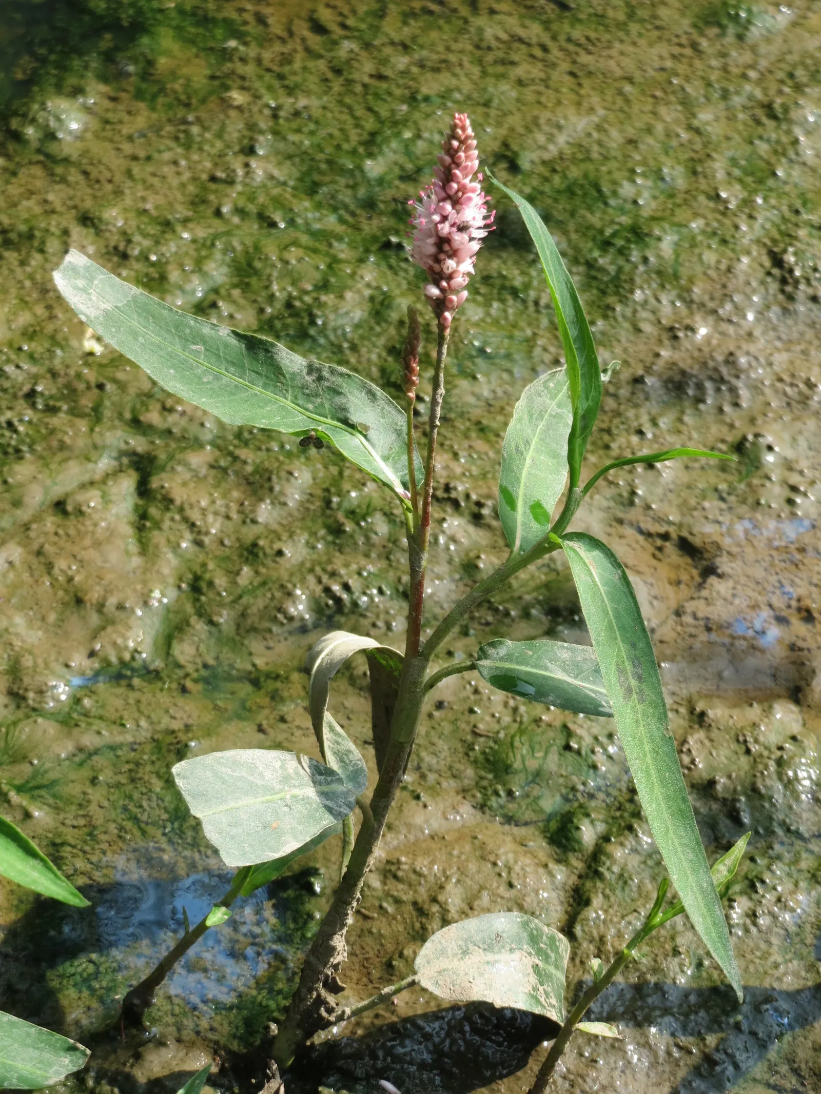 Smartweed, Knotweed (Persicaria Microcephala 'Red Dragon') — Its tiny, pinkish-white blooms appear in late summer, attracting pollinators, image 49