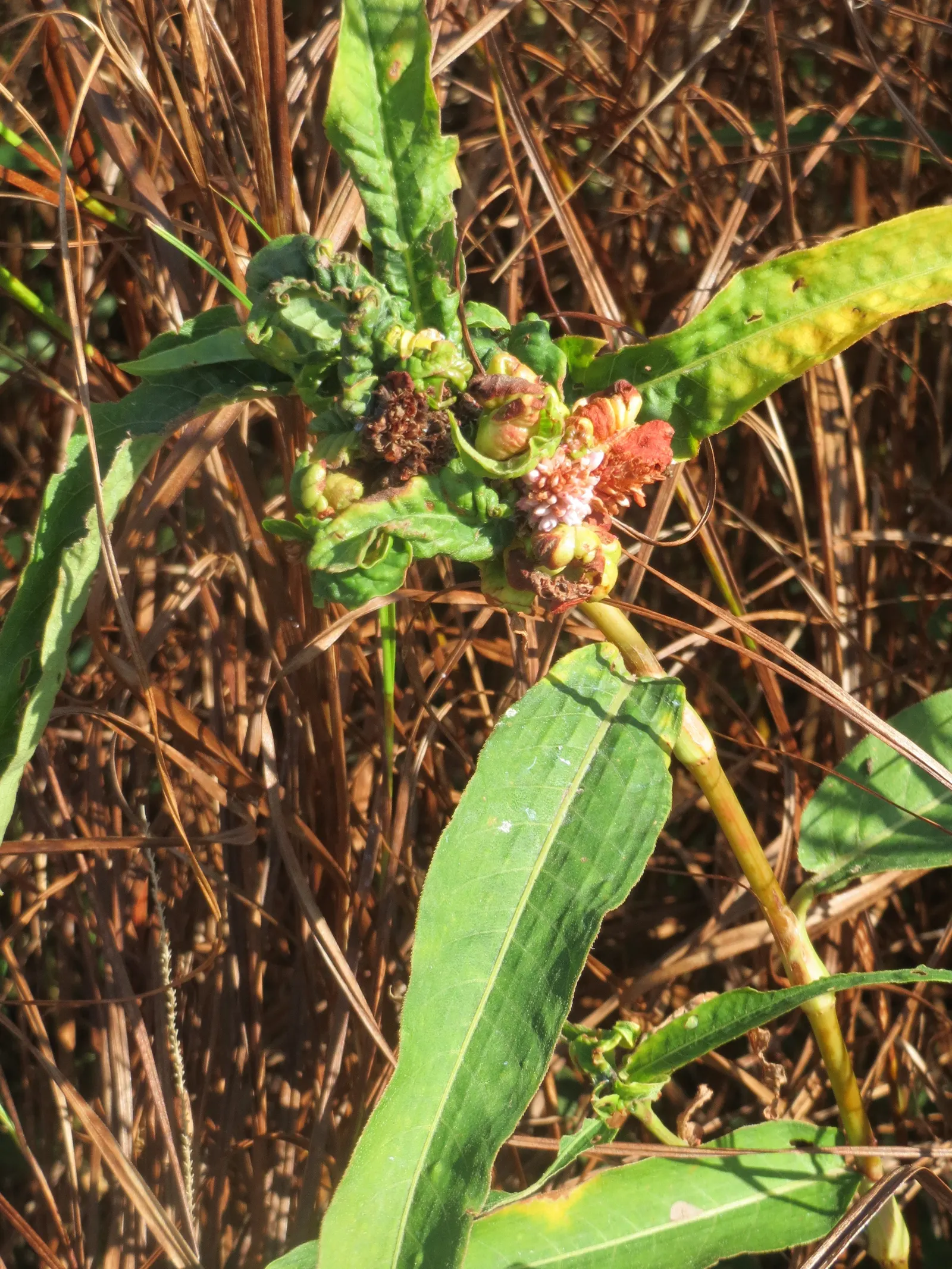Smartweed, Knotweed (Persicaria Microcephala 'Red Dragon') — 'Red Dragon' is excellent for adding low-maintenance visual interest to borders, image 61