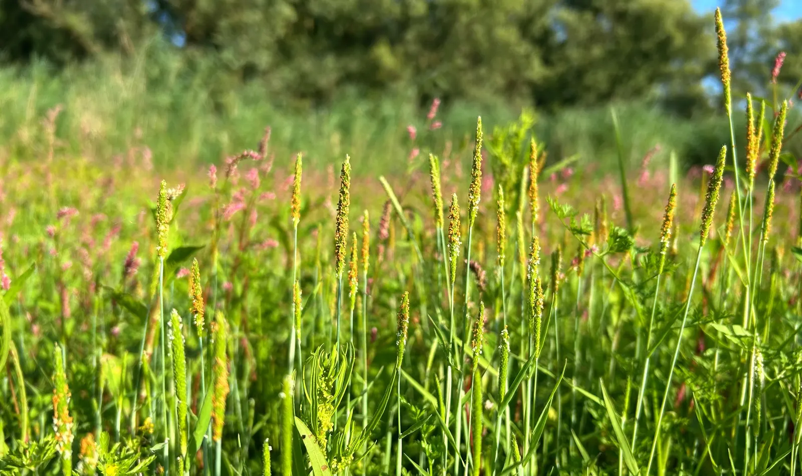 Smartweed, Knotweed (Persicaria Microcephala 'Red Dragon') — Ideal for adding contrast and color to borders and waterside plantings; this hardy, image 73
