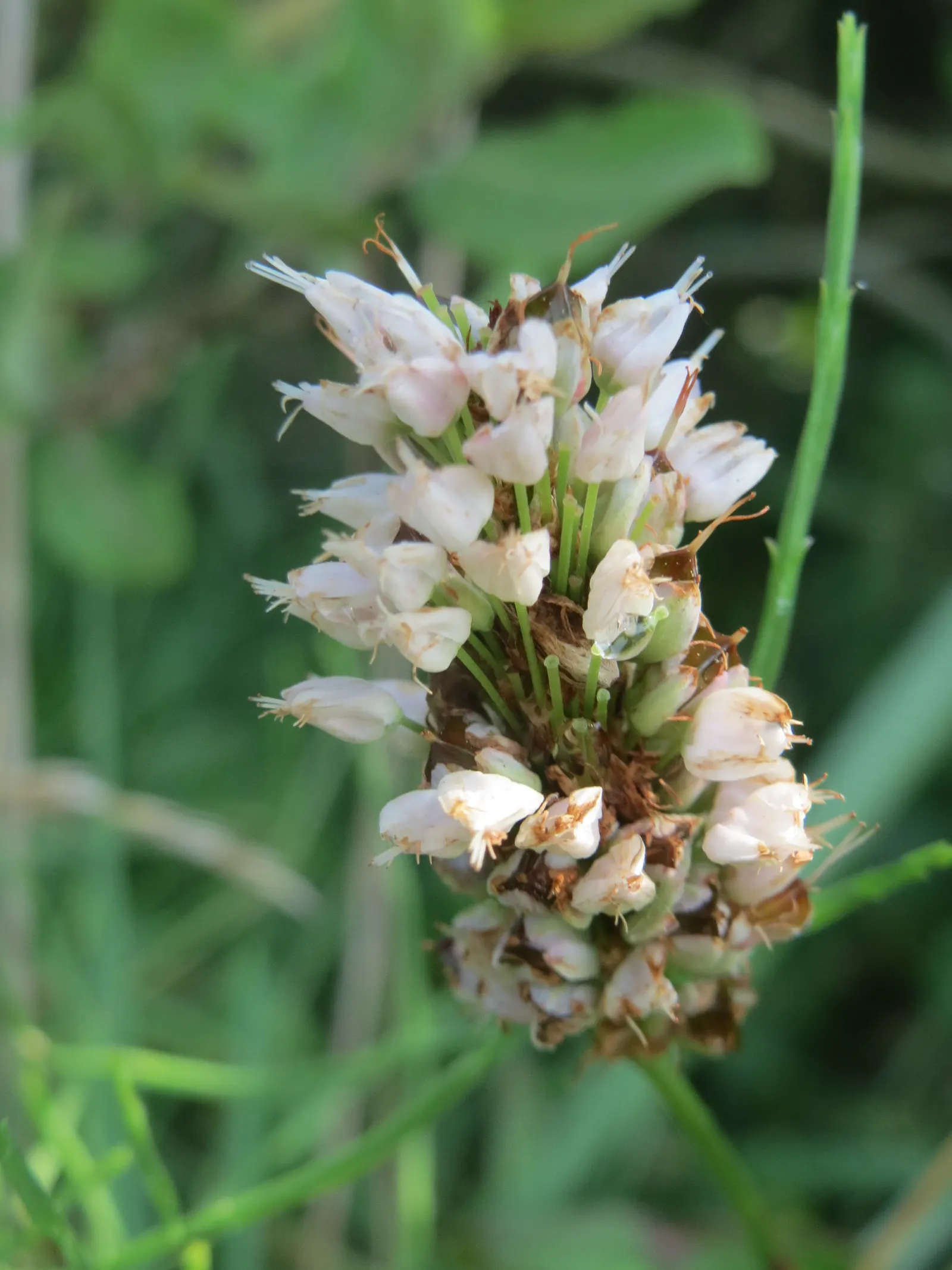 Smartweed, Knotweed (Persicaria Microcephala 'Red Dragon') — This variety is prized for its striking foliage; perennial for full or half, image 99