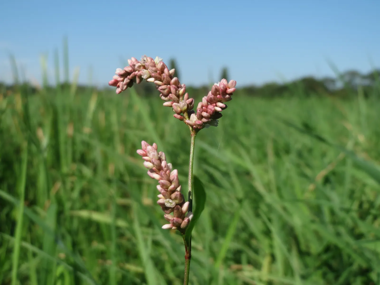 Smartweed, Knotweed (Persicaria Microcephala 'Red Dragon') — these flowers add a delicate contrast to the bold leaves.<br><br>As an easy-to-grow, image 106