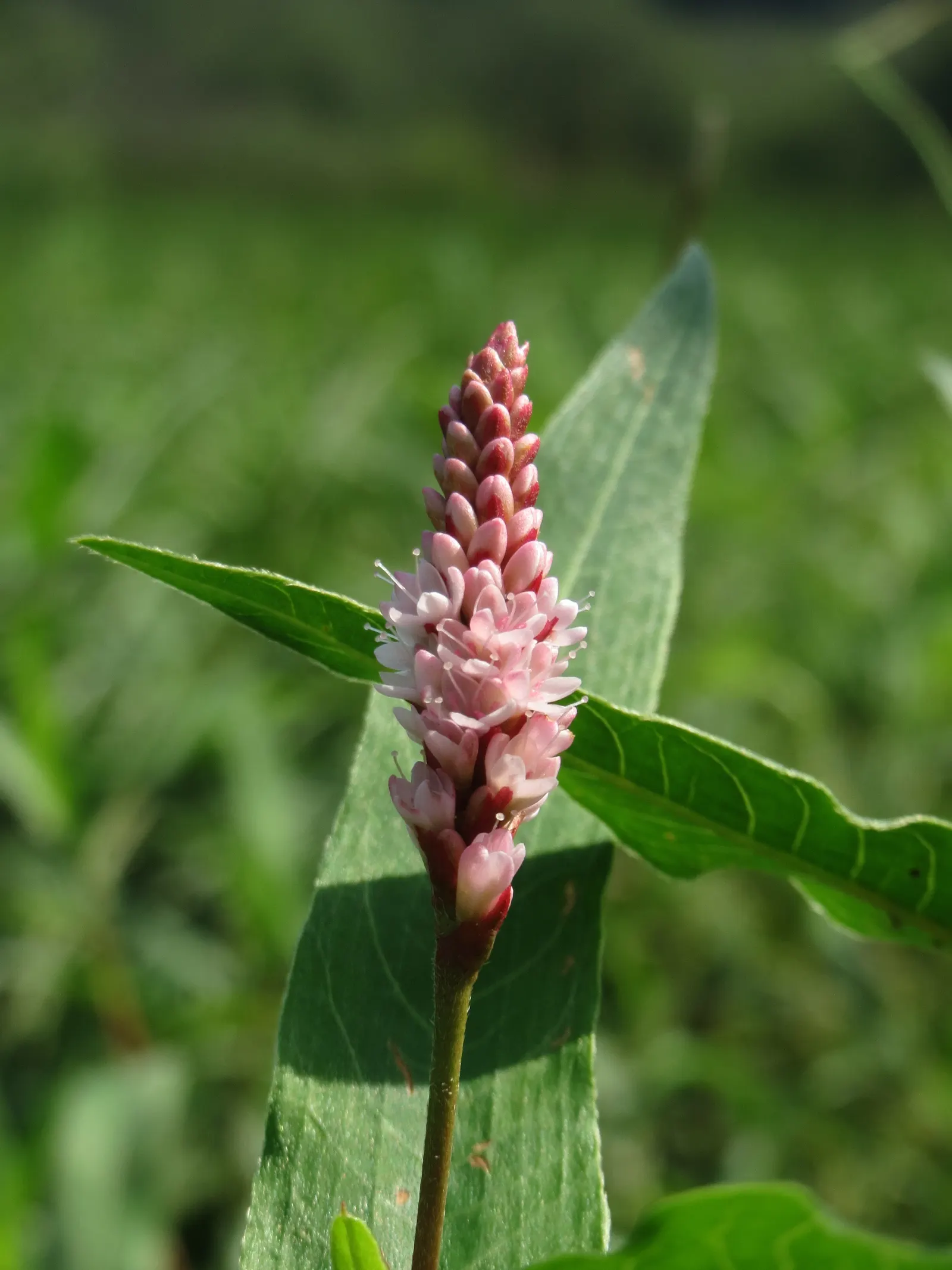Smartweed, Knotweed (Persicaria Microcephala 'Red Dragon') — Its tiny, pinkish-white blooms appear in late summer, attracting pollinators