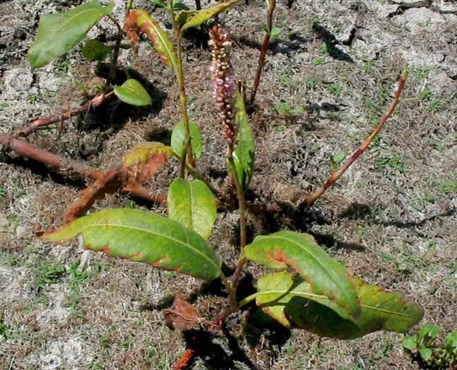 Smartweed, Knotweed (Persicaria Microcephala 'Red Dragon') — It does have an assertive spreading nature