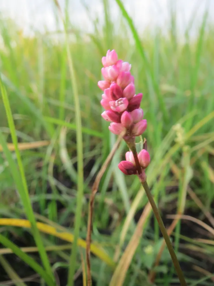 Smartweed, Knotweed (Persicaria Microcephala 'Red Dragon') — Ideal for adding contrast and color to borders and waterside plantings; this hardy, image 50