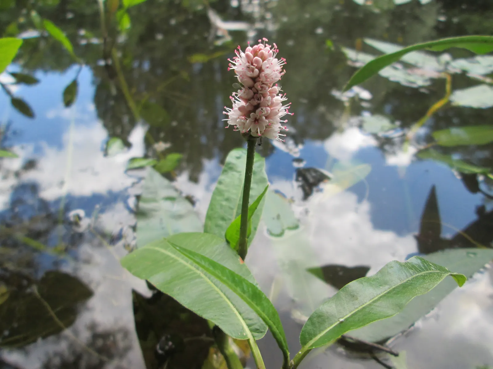 Smartweed, Knotweed (Persicaria Microcephala 'Red Dragon') — It does have an assertive spreading nature; mature specimens reach up to 3 feet in, image 109