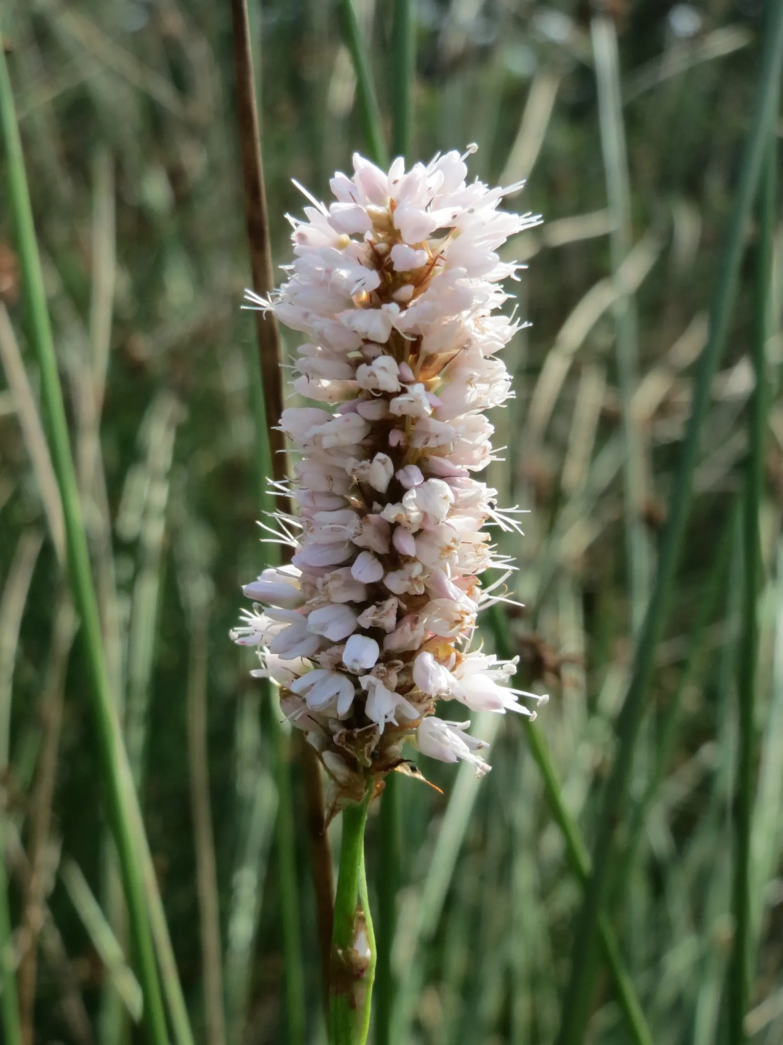 Smartweed, Knotweed (Persicaria Microcephala 'Red Dragon') — With its adaptability and ornamental qualities; 'Red Dragon' is excellent for adding, image 111