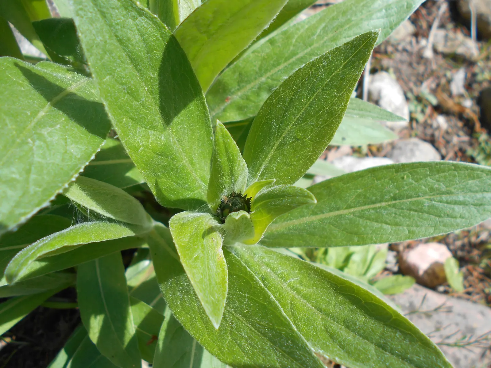 Mountain Bluet (Centaurea Montana) — They display a clumping habit which makes them an excellent choice for borders; it blooms from late spring to early summer