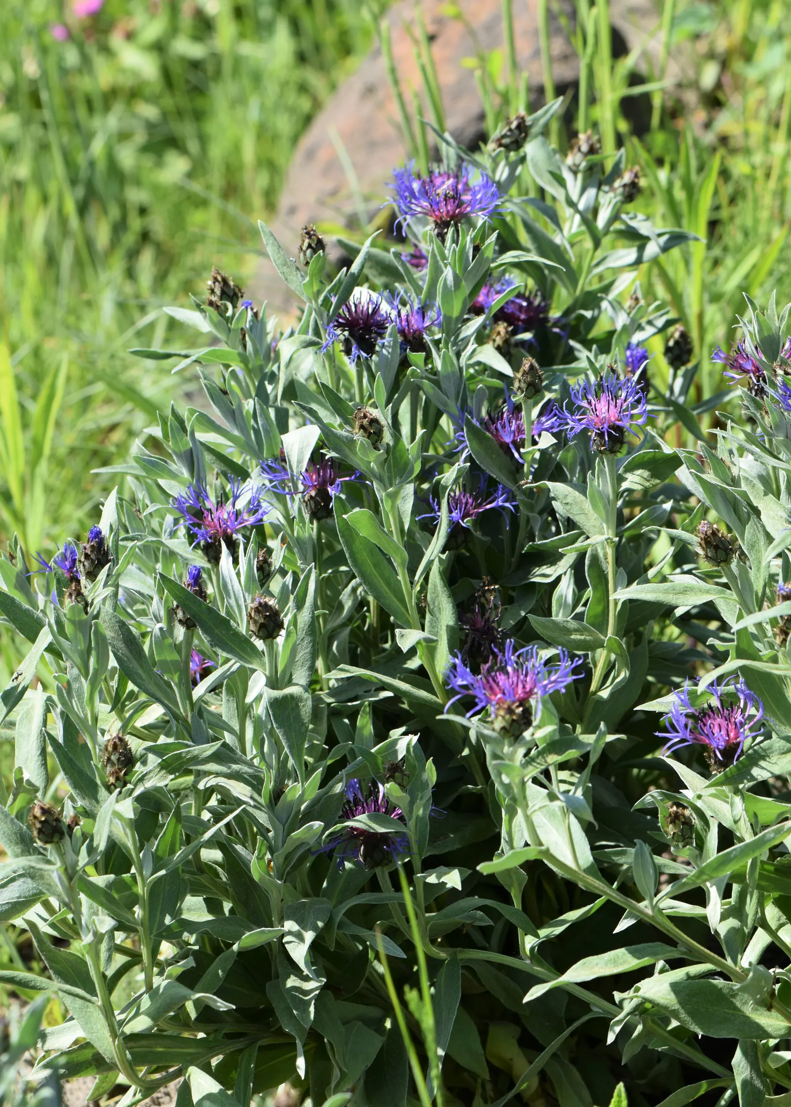 Mountain Bluet (Centaurea Montana) — Reaching a mature size of 12-18 inches tall and wide; prized for its vivid blue flowers, image 95