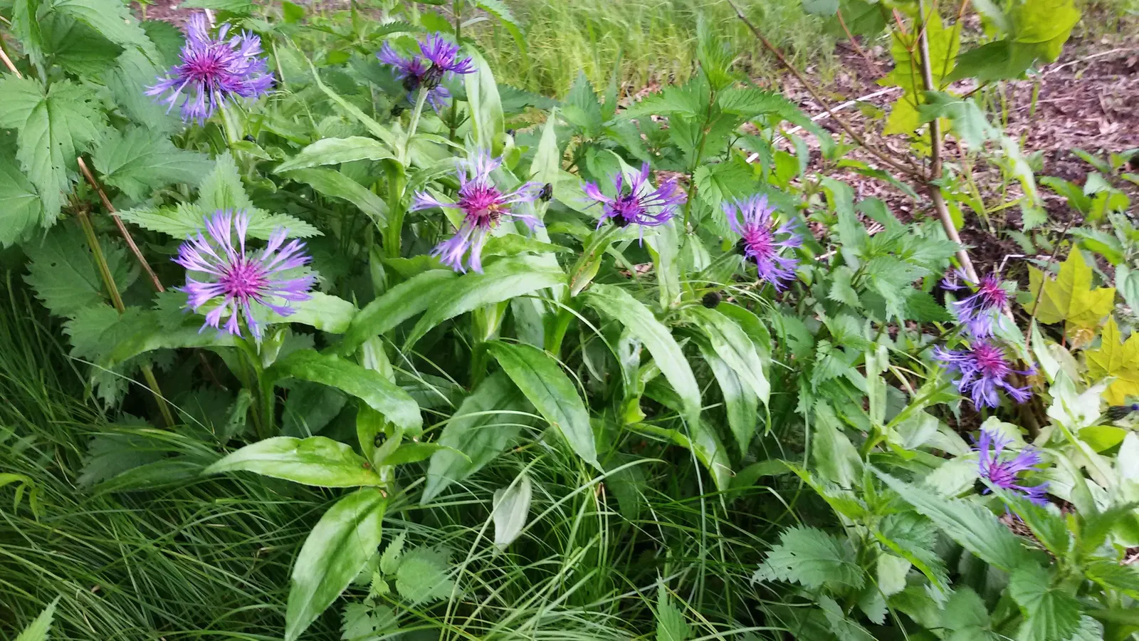 Mountain Bluet (Centaurea Montana) — it blooms from late spring to early summer; they display a clumping habit which makes them an excellent choice, image 63