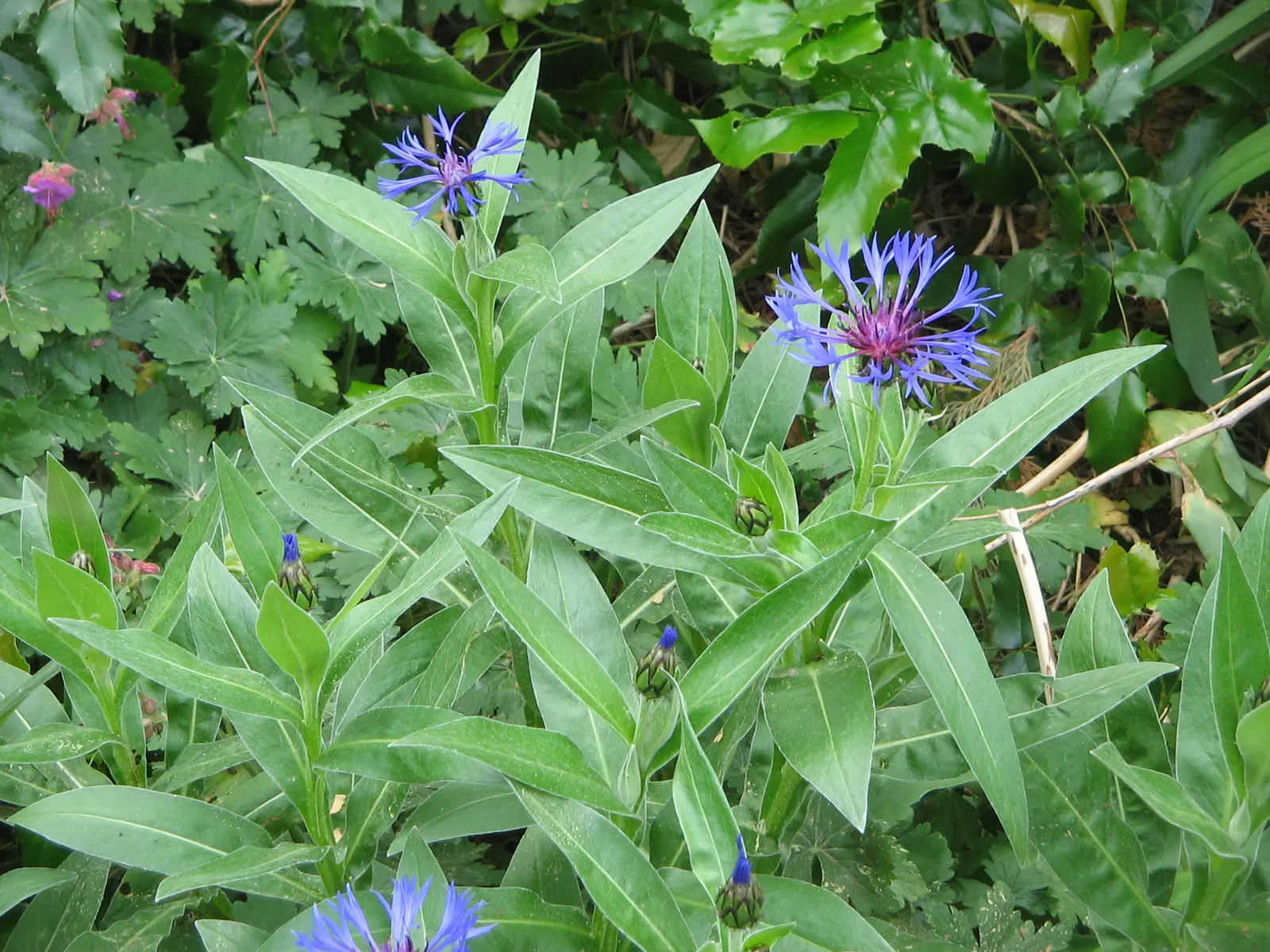 Mountain Bluet (Centaurea Montana) — creating a striking contrast with gray-green