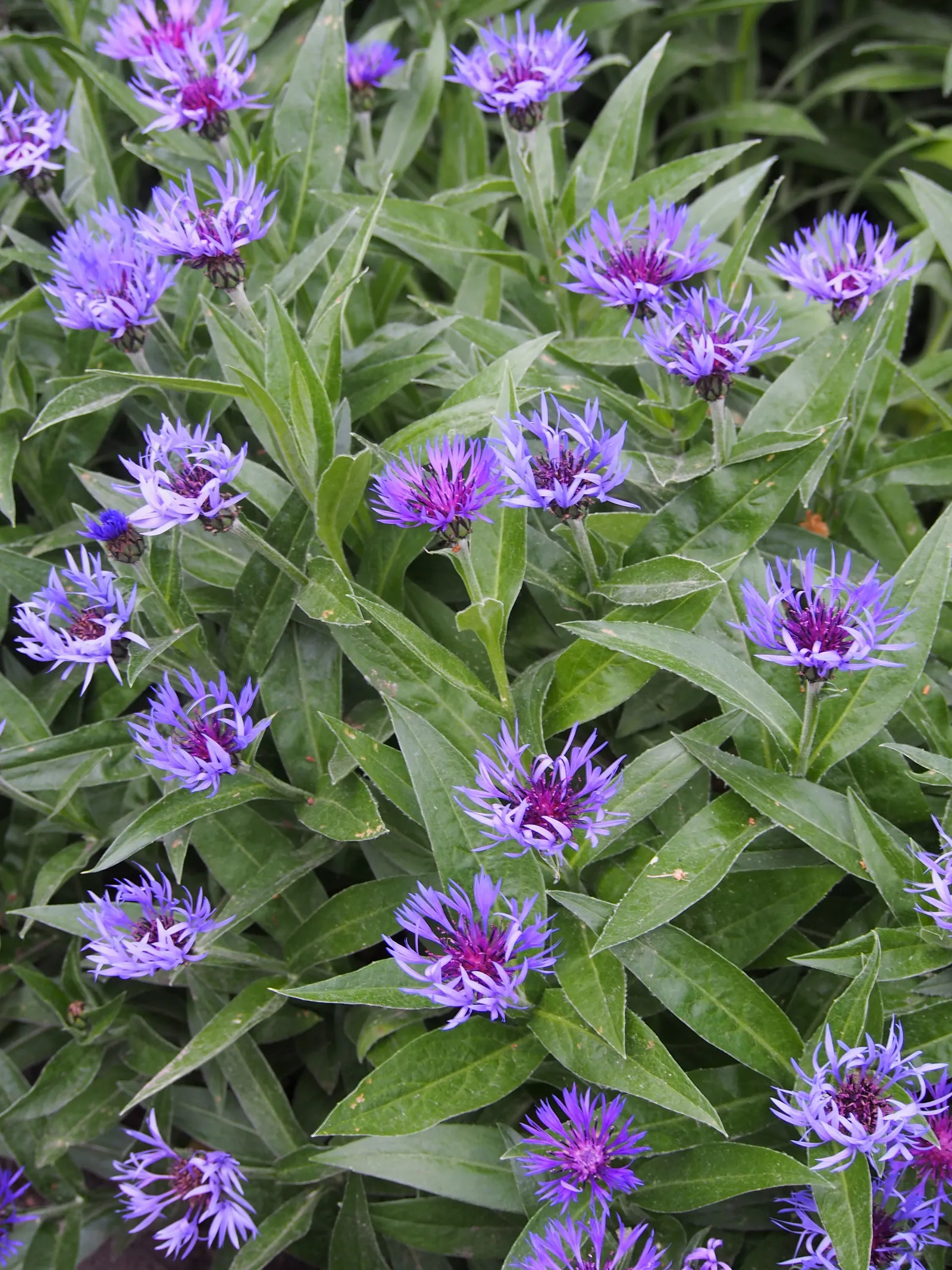 Mountain Bluet (Centaurea Montana) — it blooms from late spring to early summer; they display a clumping habit which makes them an excellent choice, image 93