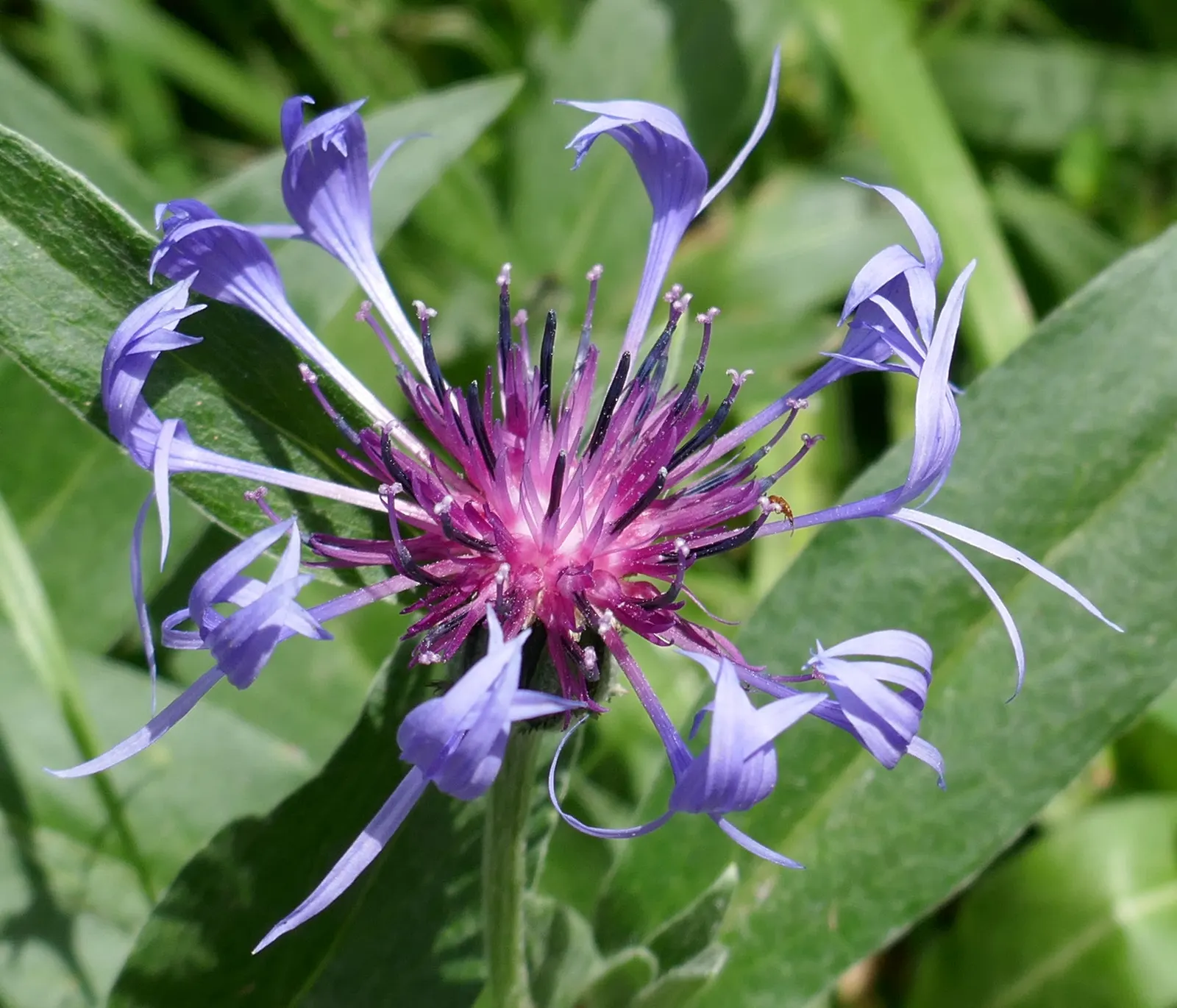 Mountain Bluet (Centaurea Montana) — Ideal for borders and cottage gardens; but with potentially reduced vigor.<br><br>When incorporating Mountain, image 98