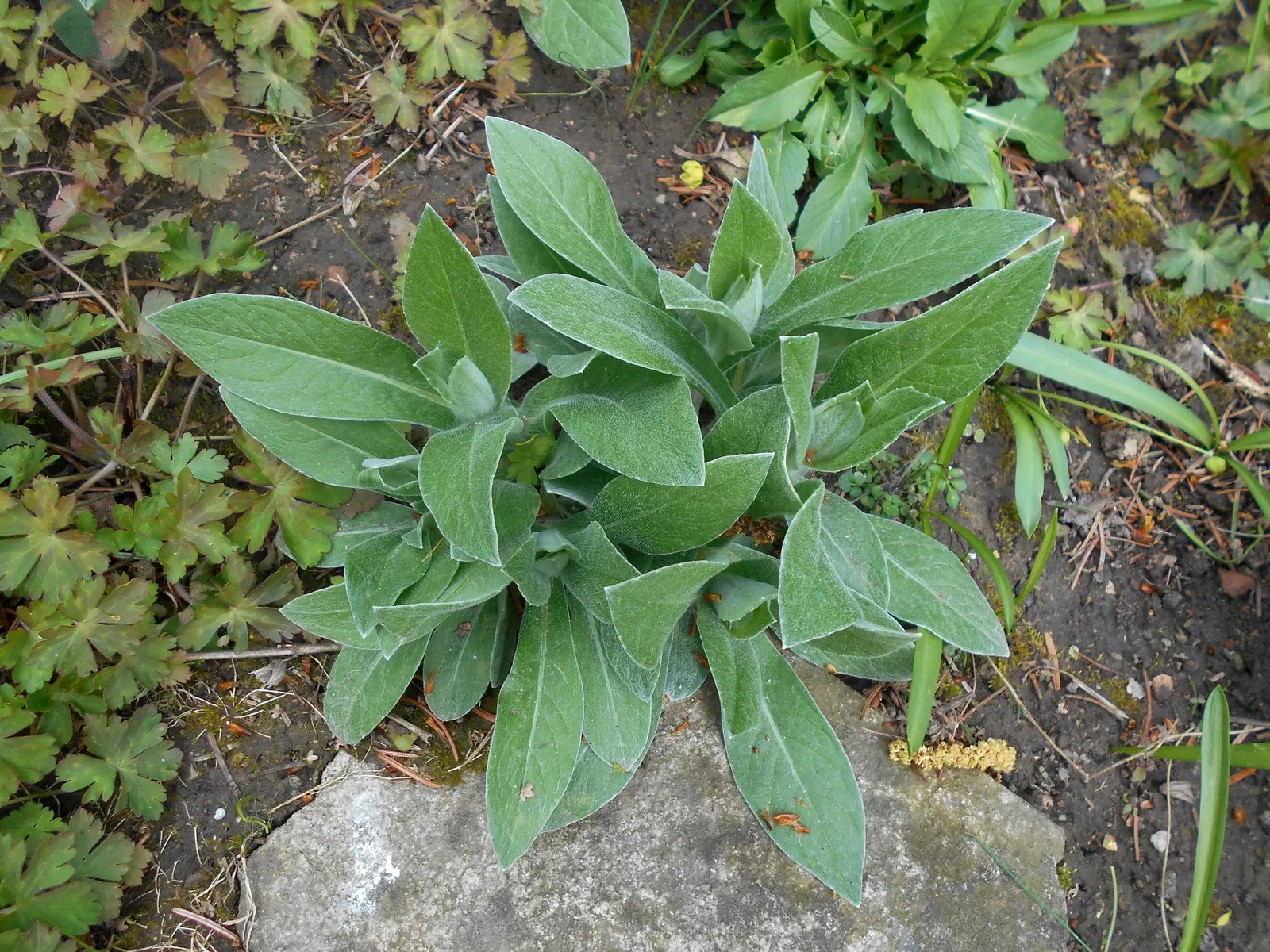 Mountain Bluet (Centaurea Montana) — Centaurea montana requires full sun to partial shade; flourishing best in USDA hardiness zones 3 through 8, image 80