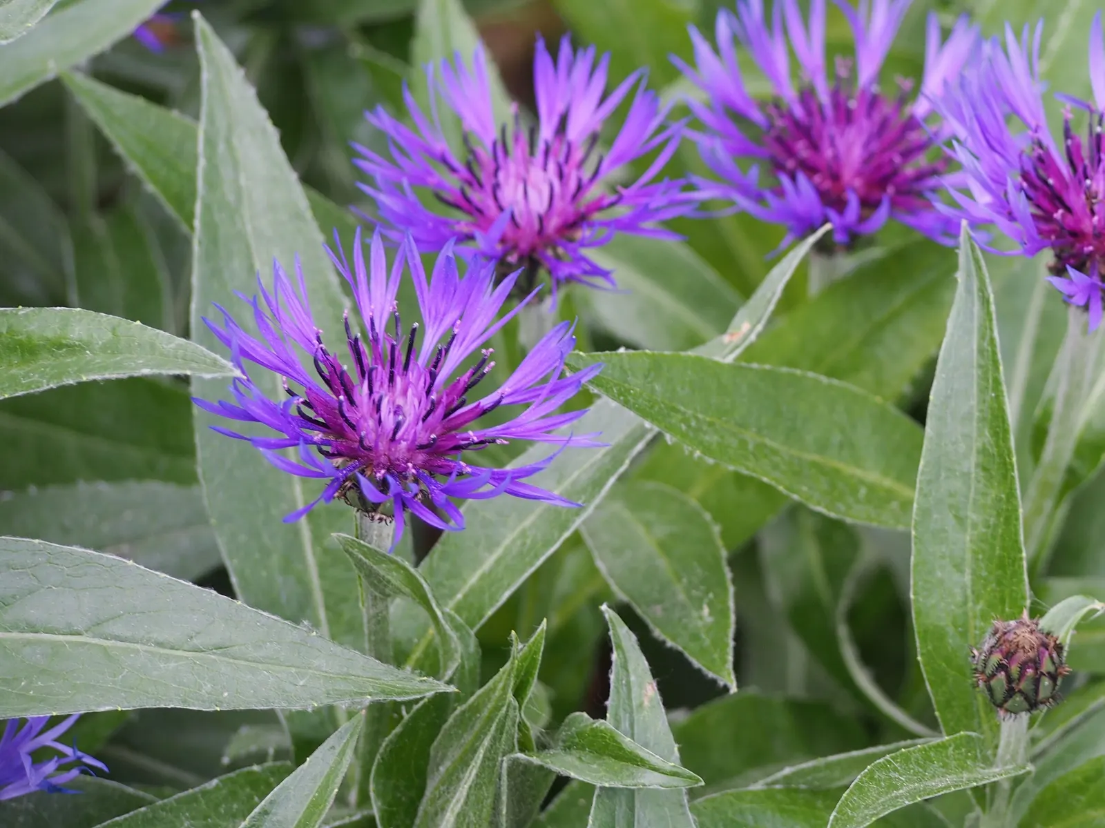 Mountain Bluet (Centaurea Montana) — but with potentially reduced vigor.<br><br>When incorporating Mountain Bluet into your landscape design; ideal, image 113