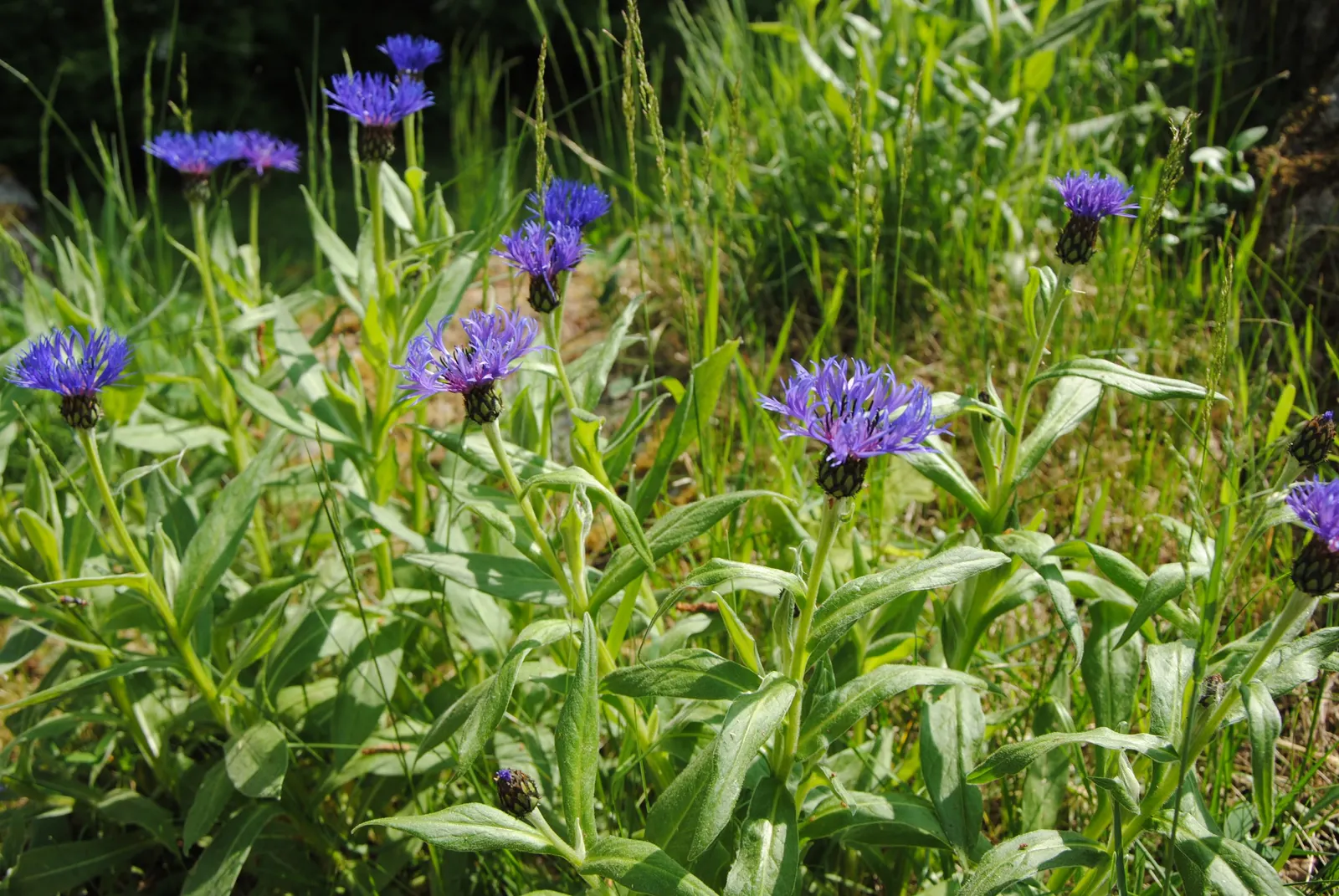 Mountain Bluet (Centaurea Montana) — Known for its unique flower heads; the foliage itself is lance-shaped, image 71