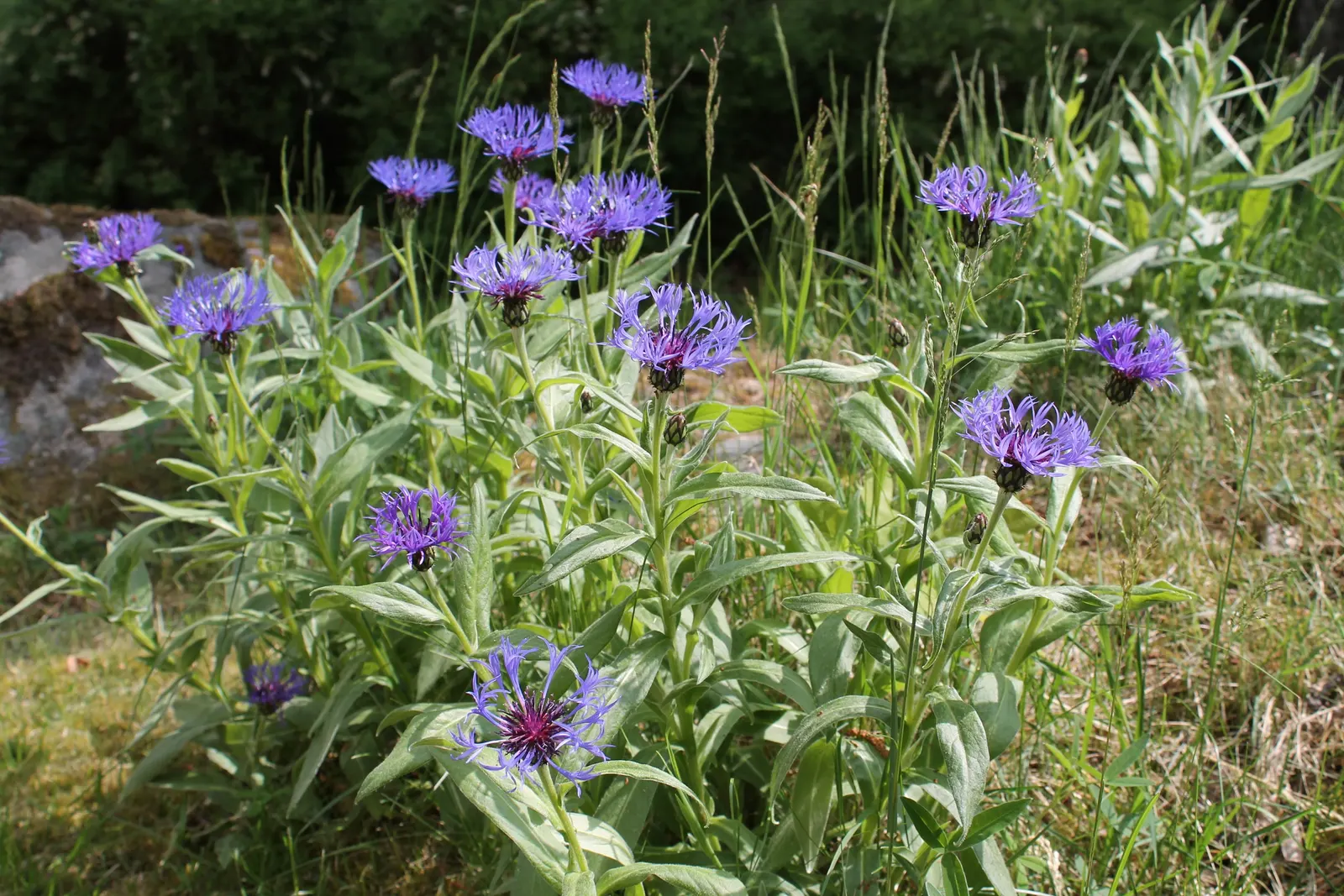 Mountain Bluet (Centaurea Montana) — Reaching a mature size of 12-18 inches tall and wide; prized for its vivid blue flowers