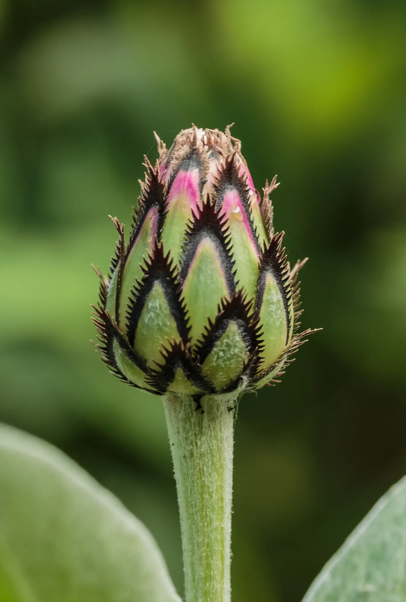 Mountain Bluet (Centaurea Montana) — prized for infusing a touch of wildflower charm to cultivated gardens; preferring full sun to partial shade and, image 100