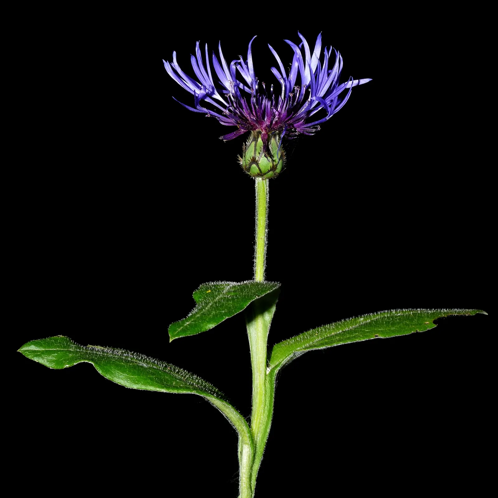 Mountain Bluet (Centaurea Montana) — perennial with blue blooms; centaurea montana requires full sun to partial shade