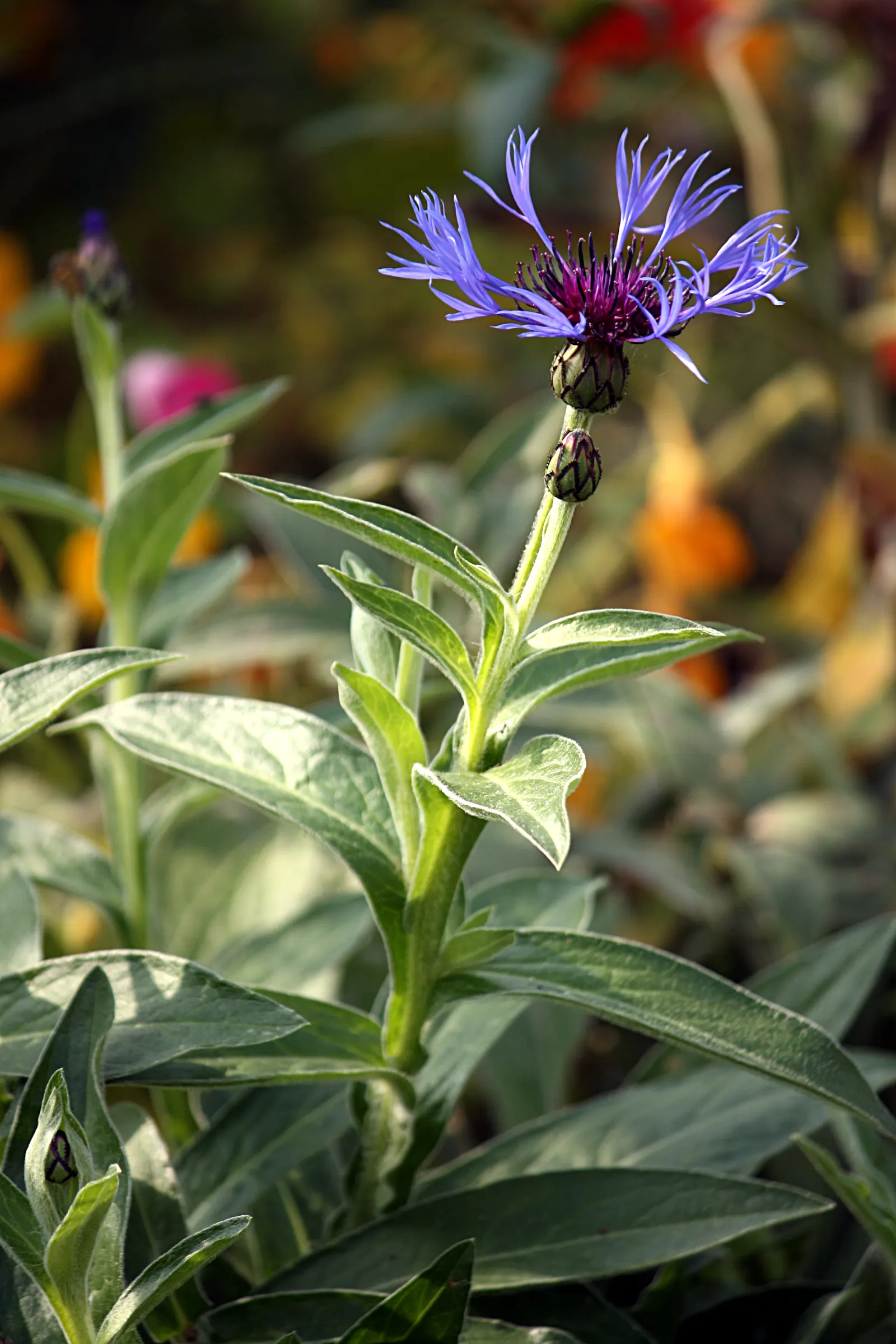 Mountain Bluet (Centaurea Montana) — creating a striking contrast with gray-green; deadheading the spent flowers can encourage a second bloom, image 64