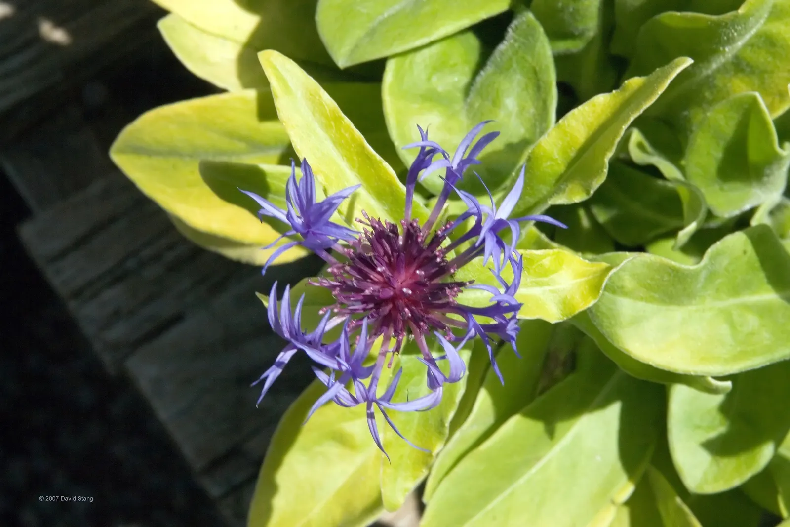 Mountain Bluet (Centaurea Montana) — Mountain Bluets reach a modest height of about 1 to 1.5 feet and spread out nearly as wide; or as part of a cottage garden