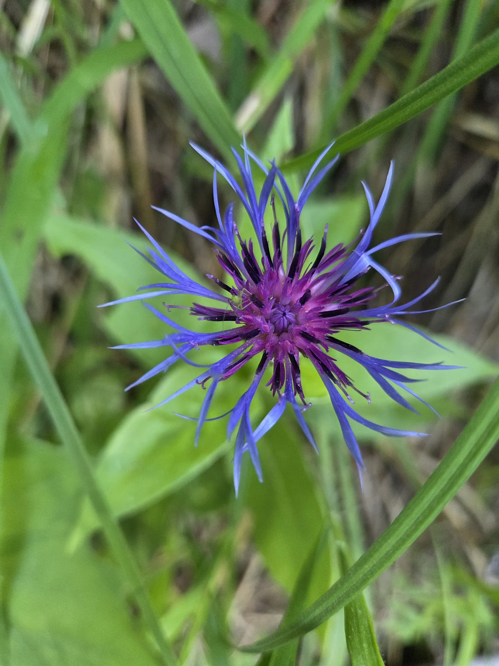 Mountain Bluet (Centaurea Montana) — They display a clumping habit which makes them an excellent choice for borders; it blooms from late spring to, image 78