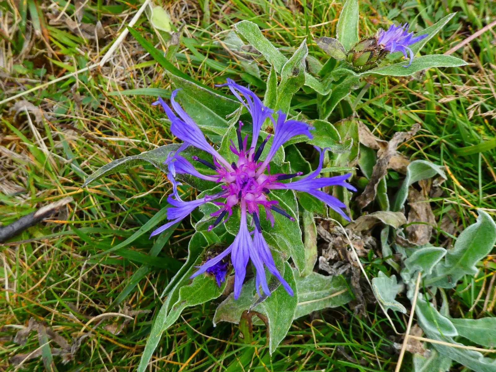 Mountain Bluet (Centaurea Montana) — flourishing best in USDA hardiness zones 3 through 8; due to its moderate mature size, image 77