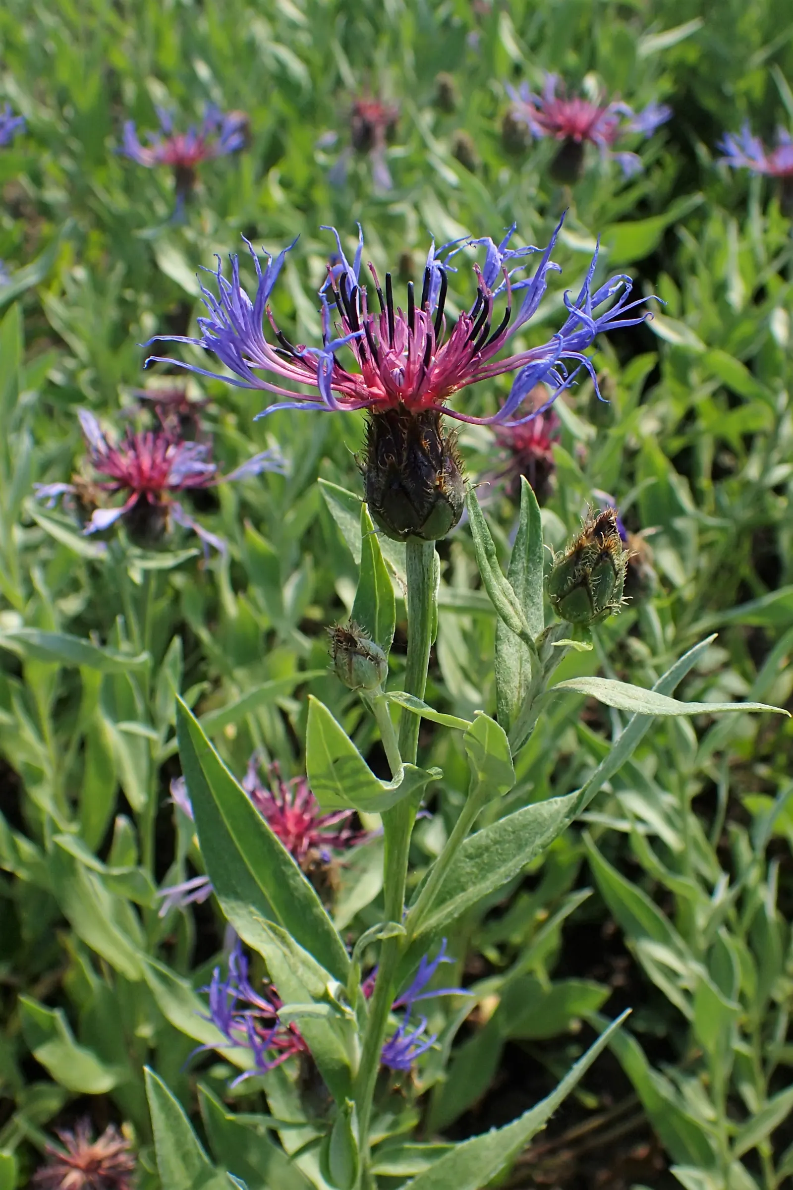Mountain Bluet (Centaurea Montana) — The foliage itself is lance-shaped; reaching a mature size of 12-18 inches tall and wide, image 104