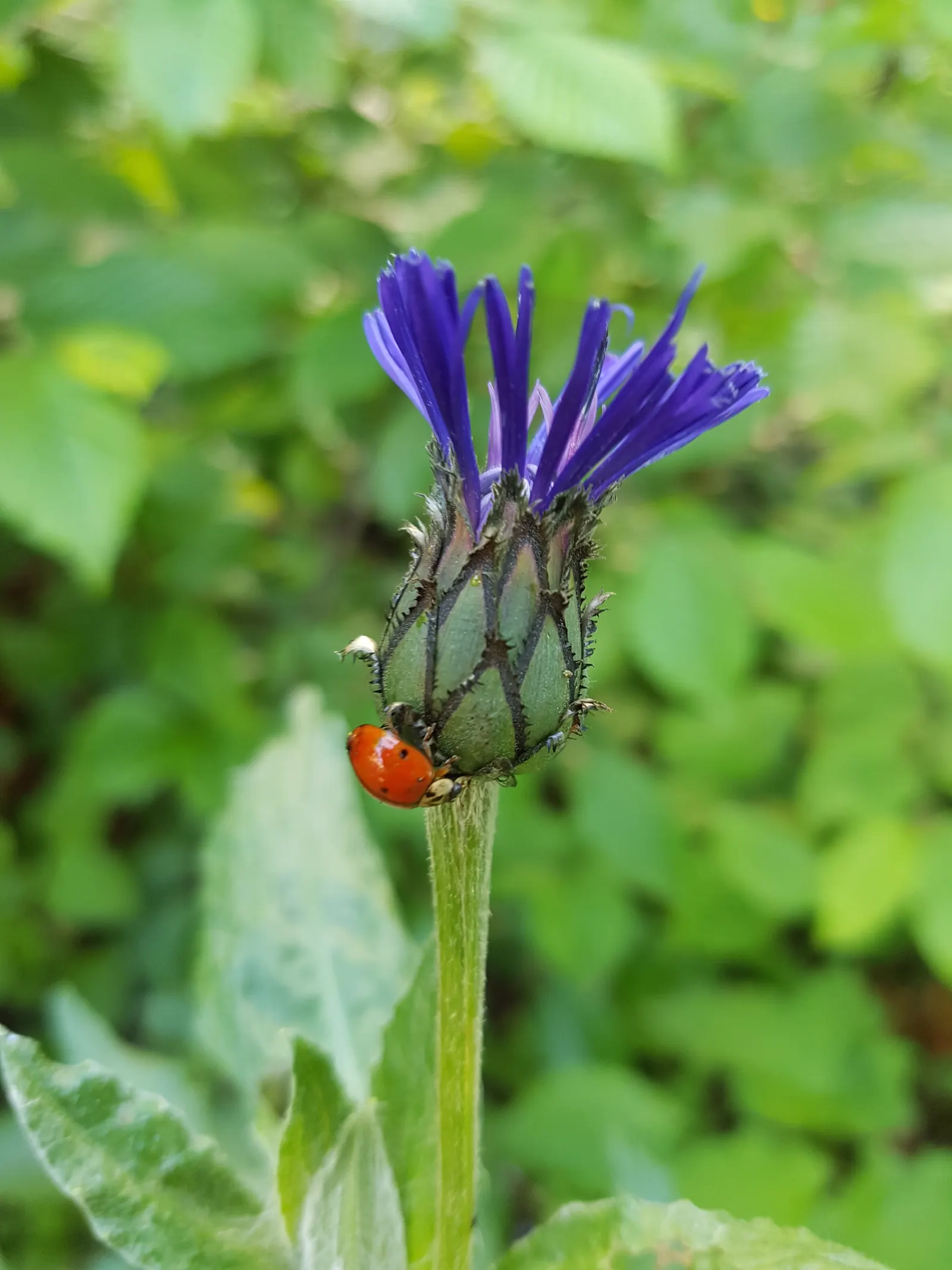 Mountain Bluet (Centaurea Montana) — it bears strikingly vivid periwinkle-blue petals