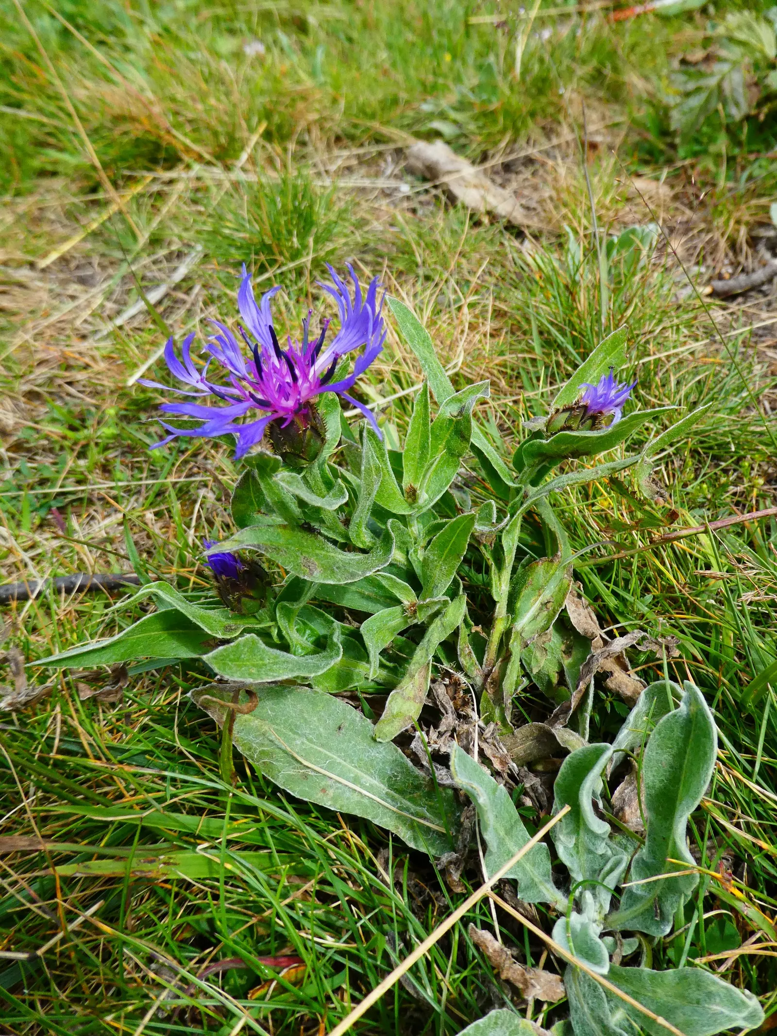 Mountain Bluet (Centaurea Montana) — often with a reddish-purple center that creates a beautiful contrast against its silvery-green foliage
