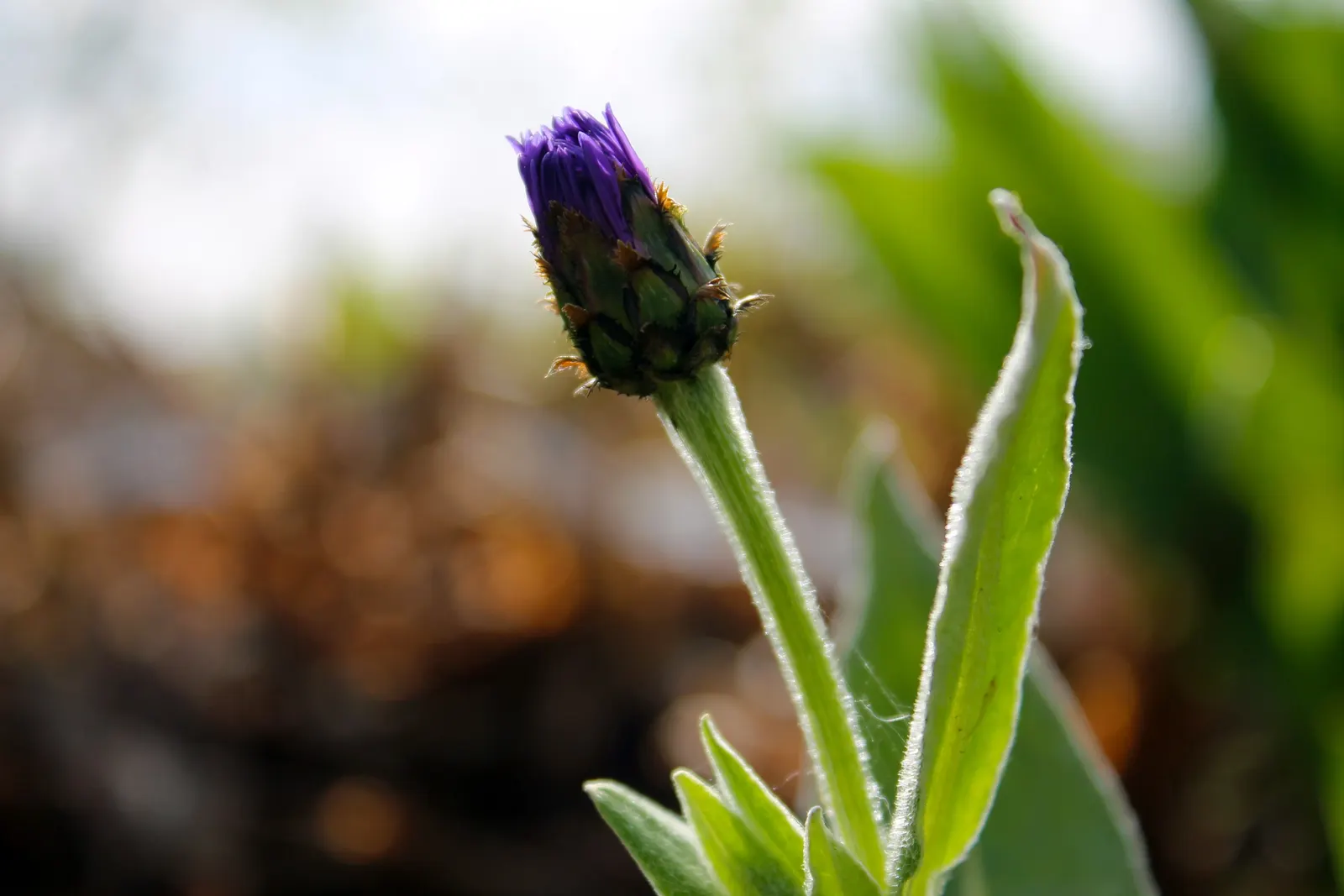 Mountain Bluet (Centaurea Montana) — Due to its moderate mature size