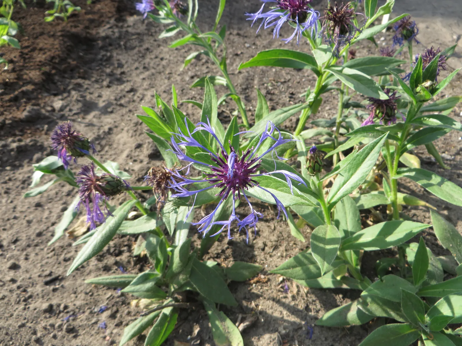 Mountain Bluet (Centaurea Montana) — creating a striking contrast with gray-green; deadheading the spent flowers can encourage a second bloom, image 124