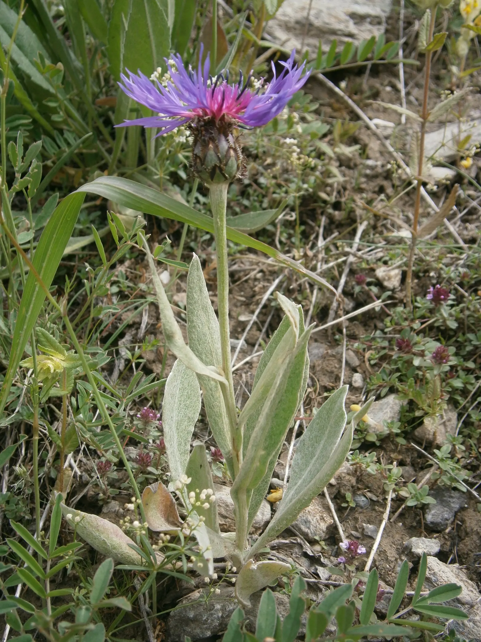 Mountain Bluet (Centaurea Montana) — Prized for its vivid blue flowers; known for its unique flower heads, image 122