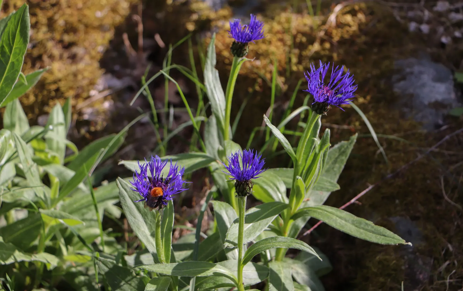 Mountain Bluet (Centaurea Montana) — Mountain Bluet (Centaurea montana) is a charming perennial, thriving in USDA zones 3-8; creating a striking contrast with