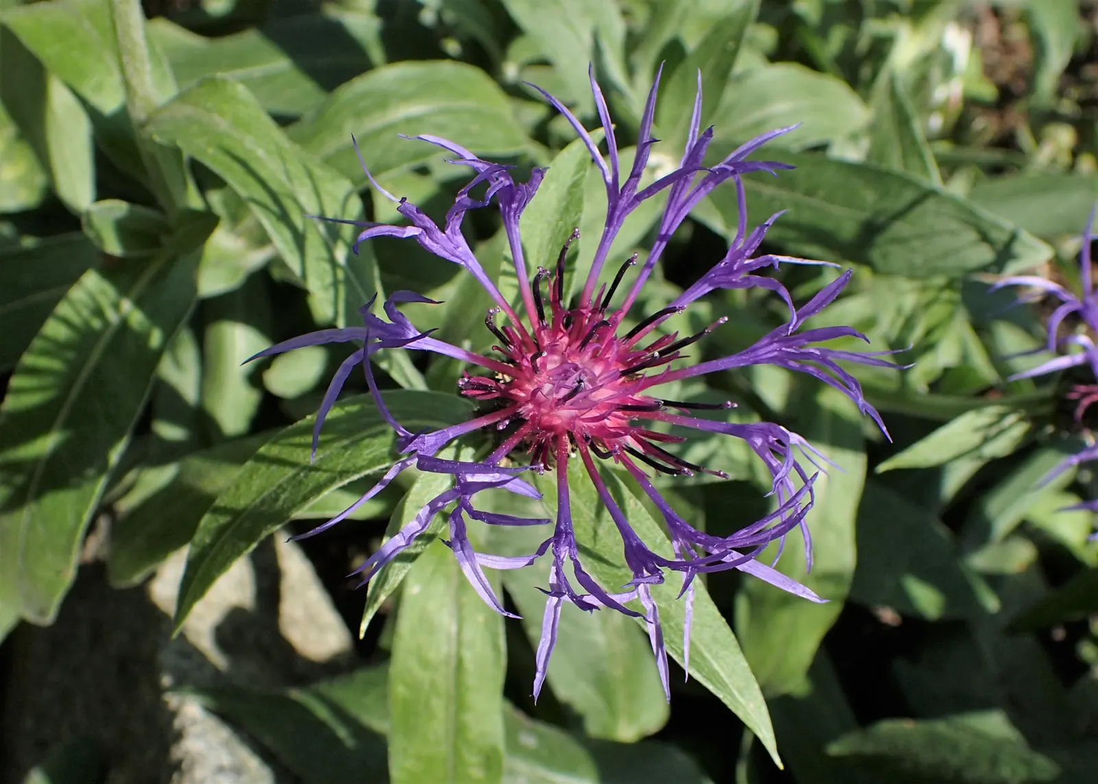 Mountain Bluet (Centaurea Montana) — Due to its moderate mature size; perennial with blue blooms