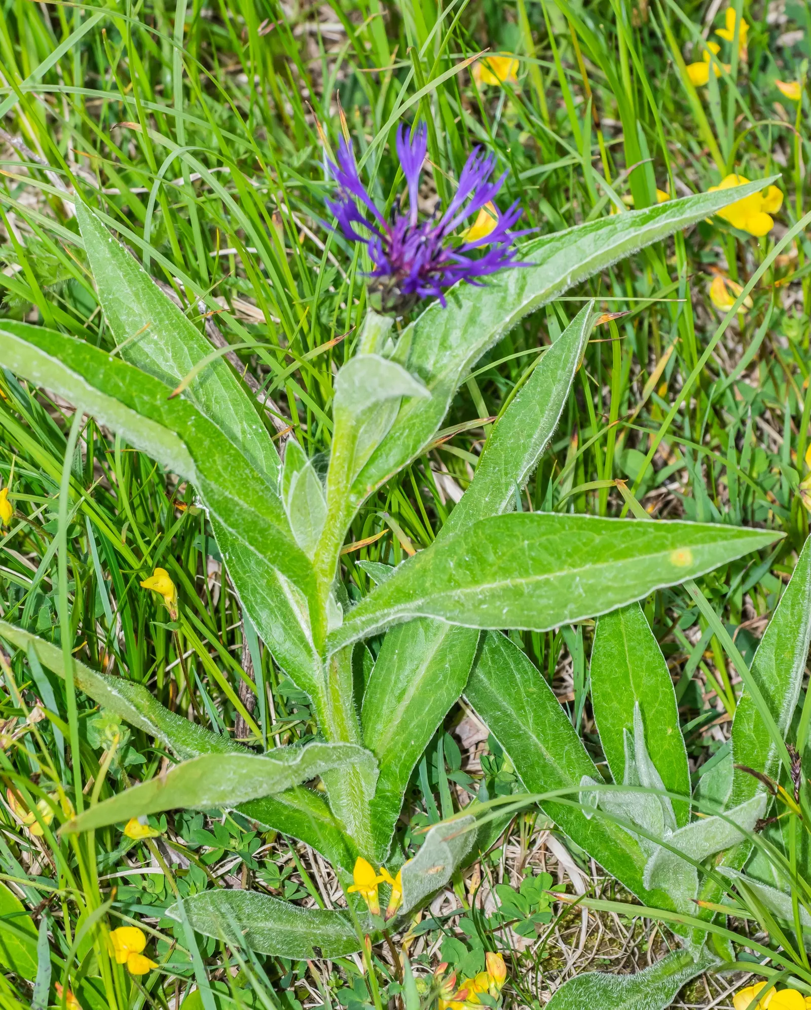 Mountain Bluet (Centaurea Montana) — but with potentially reduced vigor.<br><br>When incorporating Mountain Bluet into your landscape design