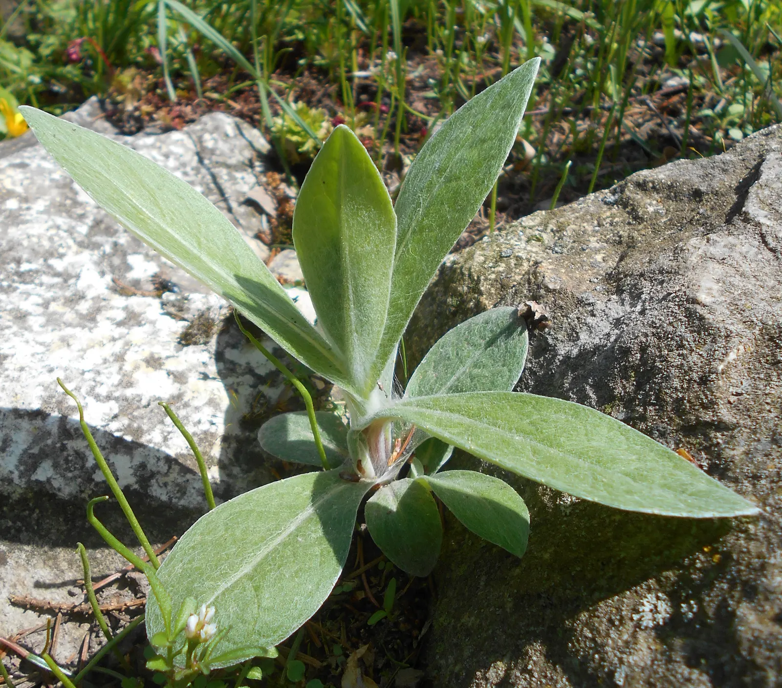 Mountain Bluet (Centaurea Montana) — consider its bloom period which extends from late spring to early summer; contributing a textured backdrop throughout the