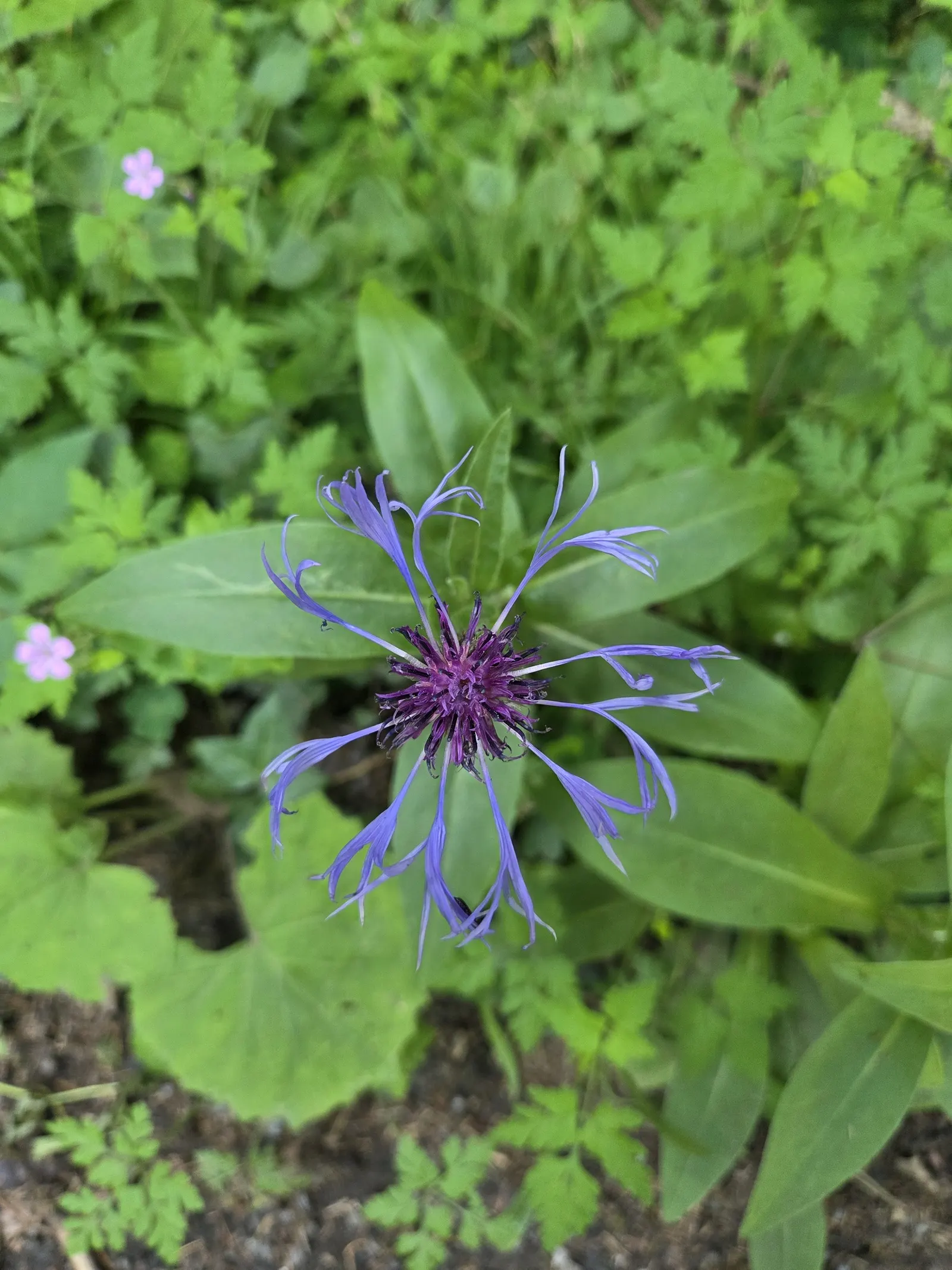 Mountain Bluet (Centaurea Montana) — Reaching a mature size of 12-18 inches tall and wide; prized for its vivid blue flowers, image 65