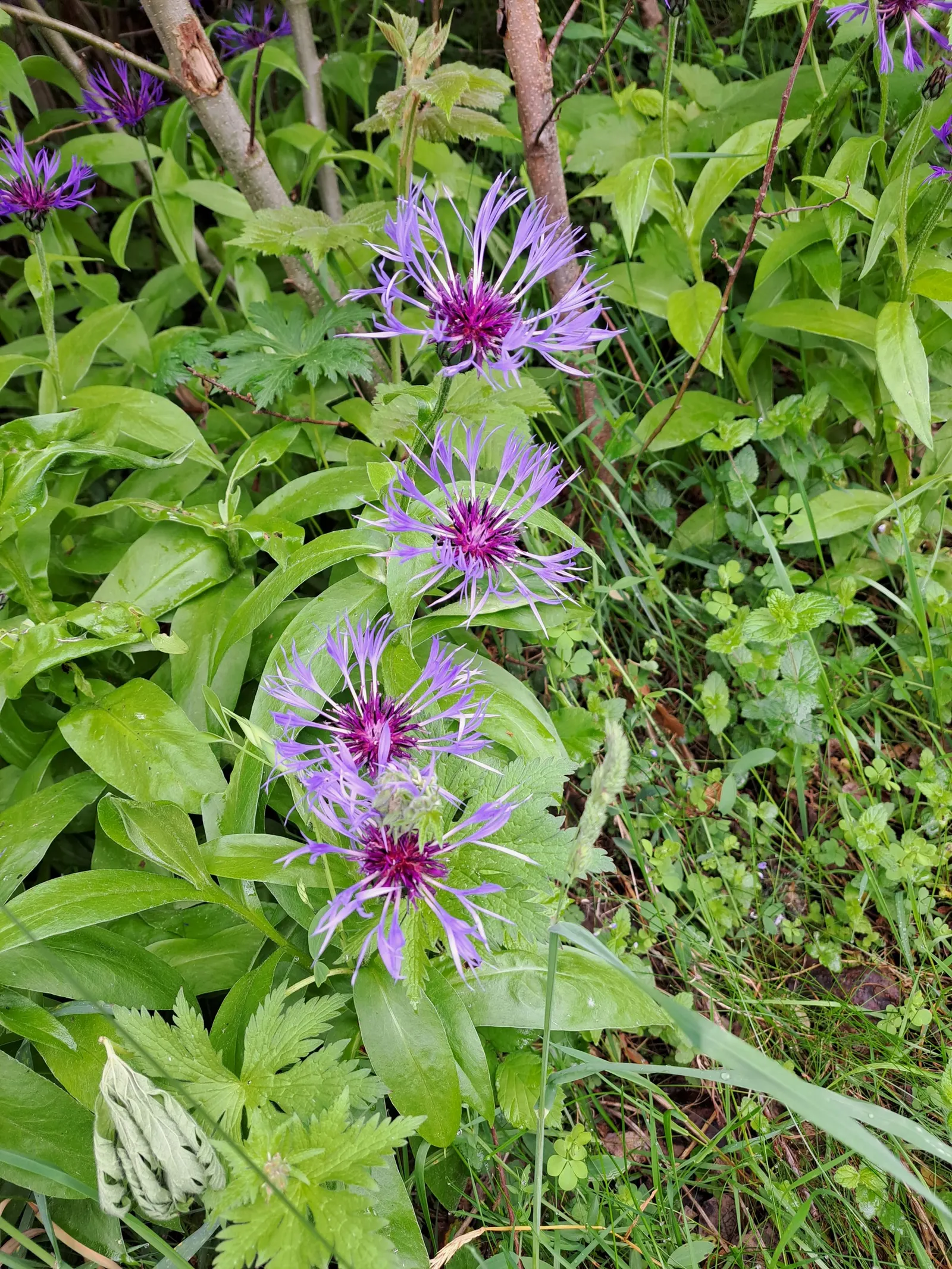 Mountain Bluet (Centaurea Montana) — blue flowers in the garden
