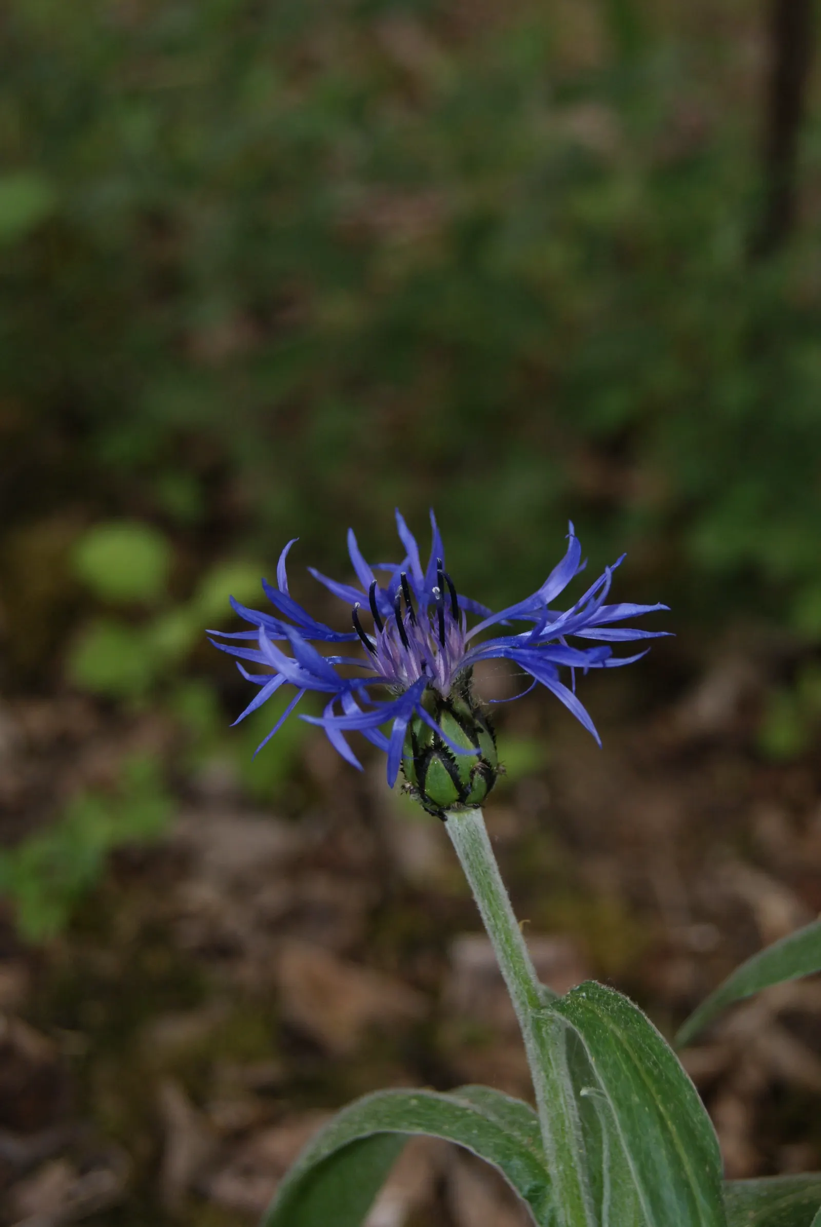 Mountain Bluet (Centaurea Montana) — Deadheading the spent flowers can encourage a second bloom; they are quite adaptable and can tolerate a certain degree of