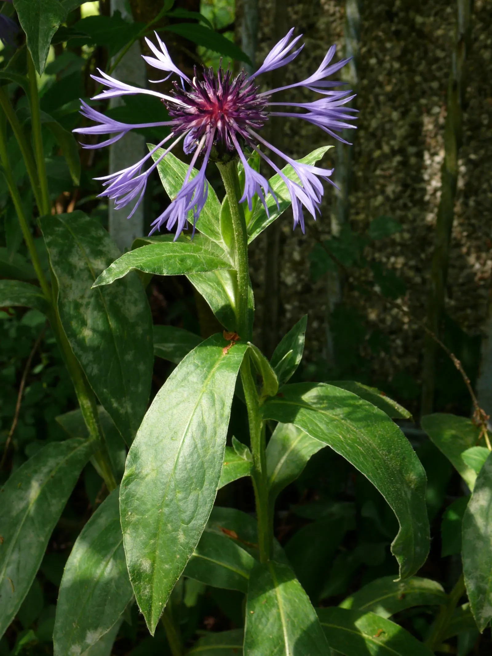 Mountain Bluet (Centaurea Montana) — They display a clumping habit which makes them an excellent choice for borders; it blooms from late spring to, image 108