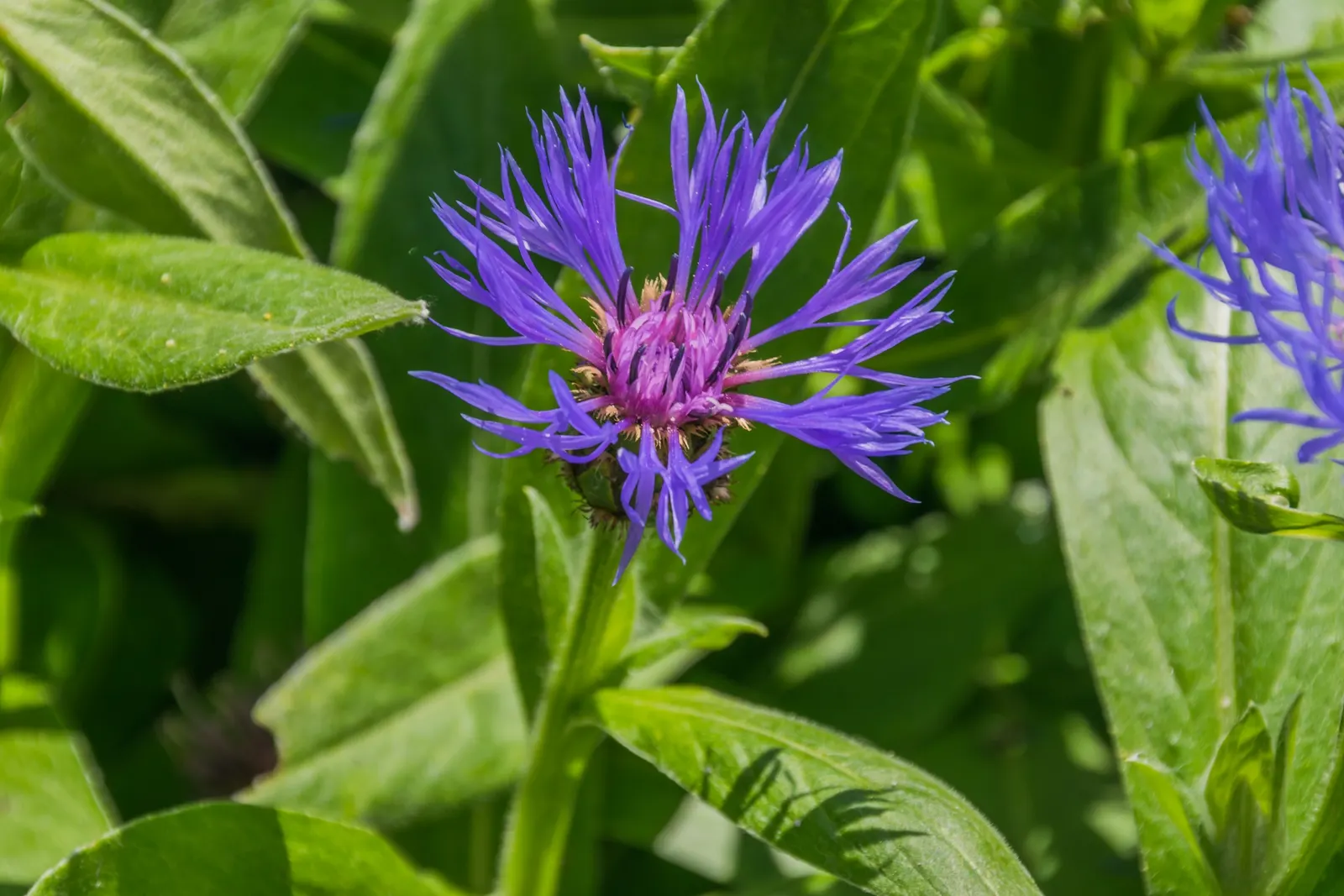 Mountain Bluet (Centaurea Montana) — Ideal for borders and cottage gardens; but with potentially reduced vigor.<br><br>When incorporating Mountain, image 128