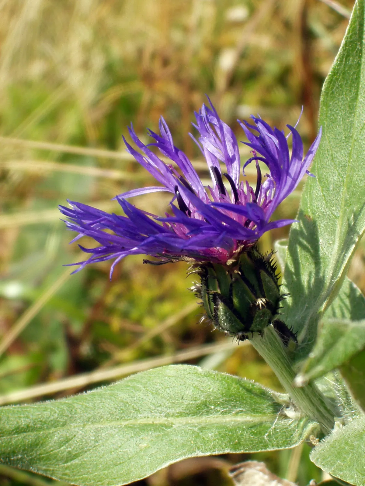 Mountain Bluet (Centaurea Montana) — Due to its moderate mature size; perennial with blue blooms, image 86