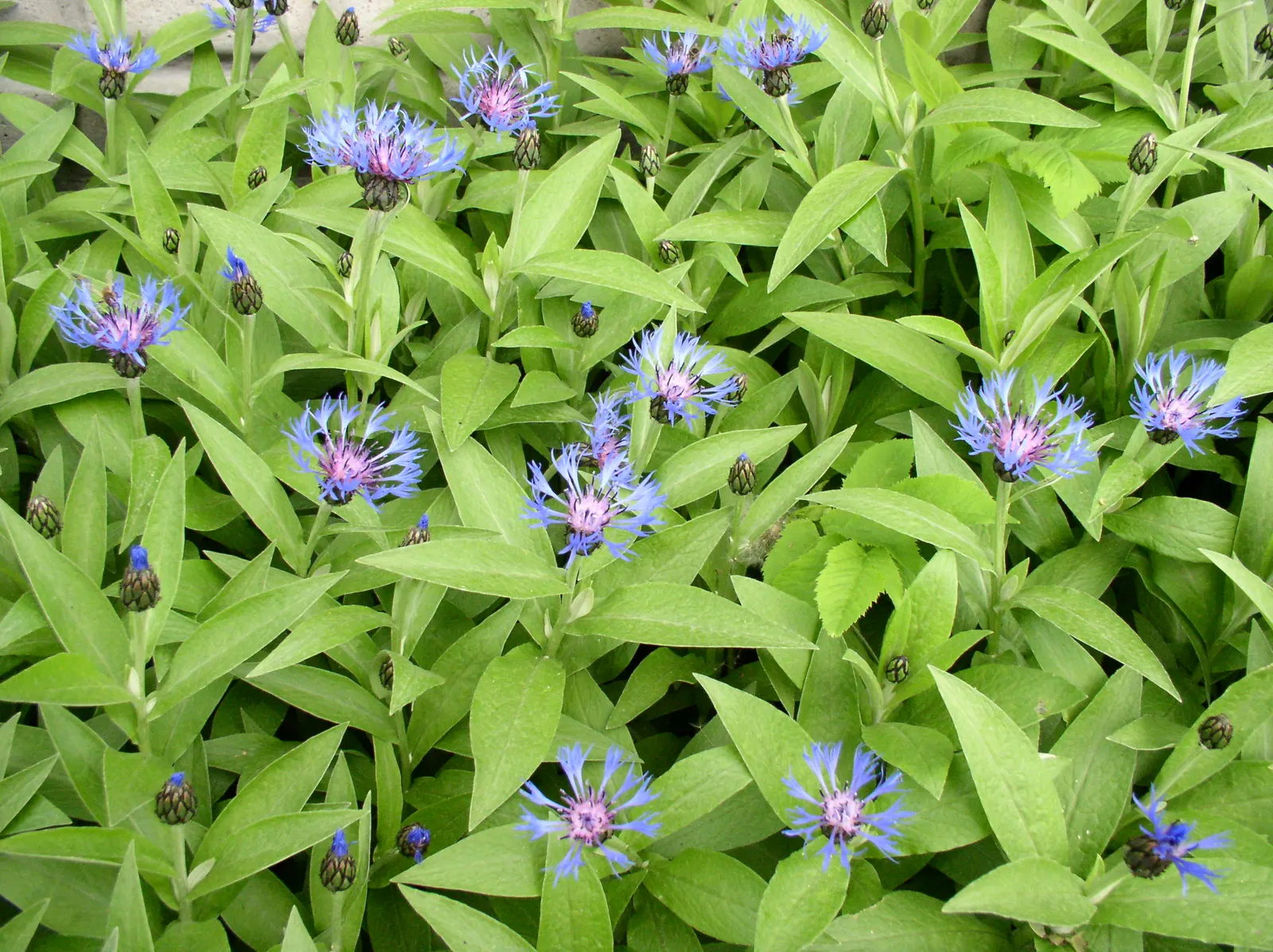 Mountain Bluet (Centaurea Montana) — preferring full sun to partial shade and well-drained soil; mountain Bluets reach a modest height of about 1 to 1.5 feet